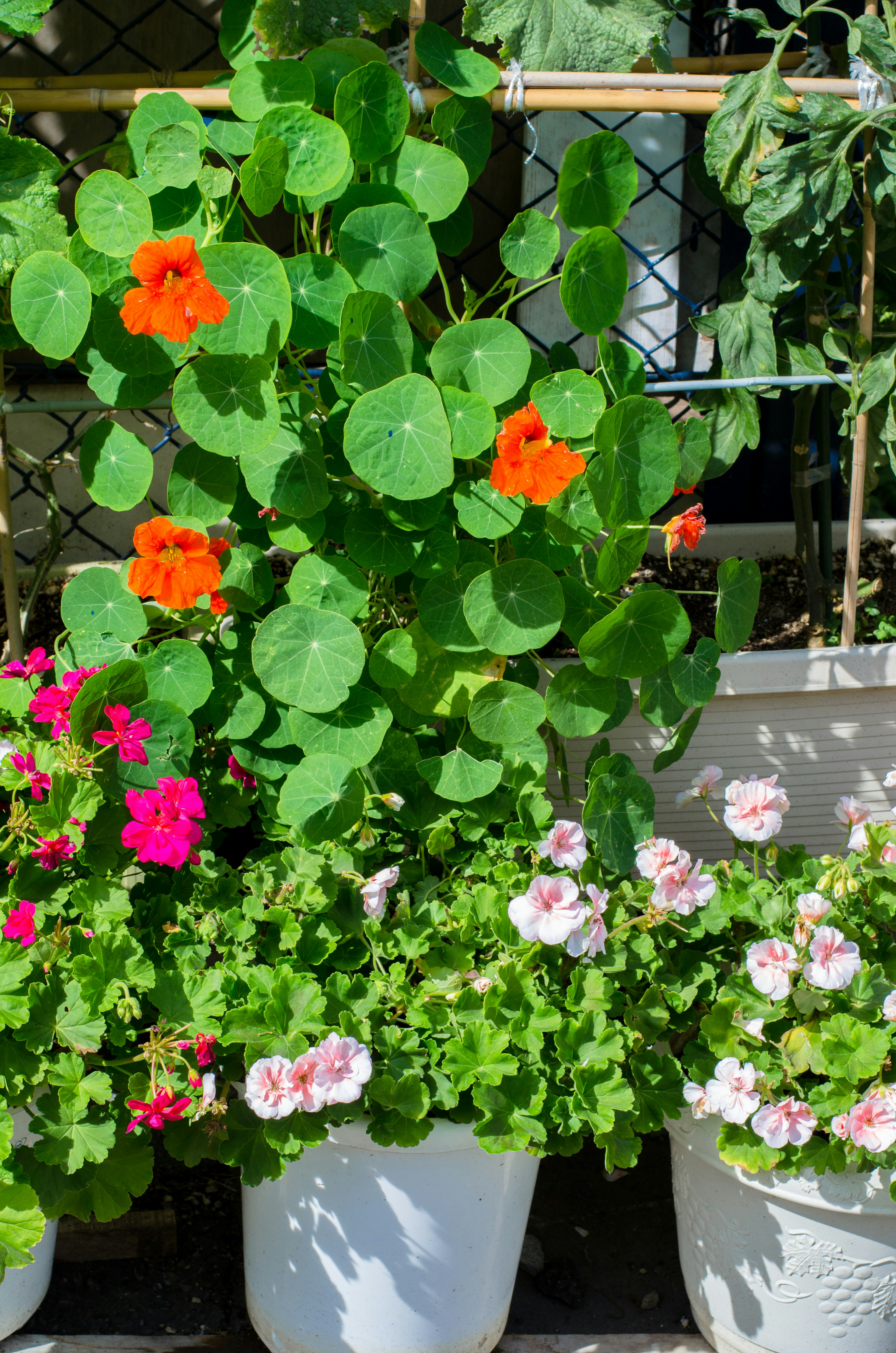 Blumenbeet mit grünen Blättern und orangefarbenen Kapuzinerkresseblüten