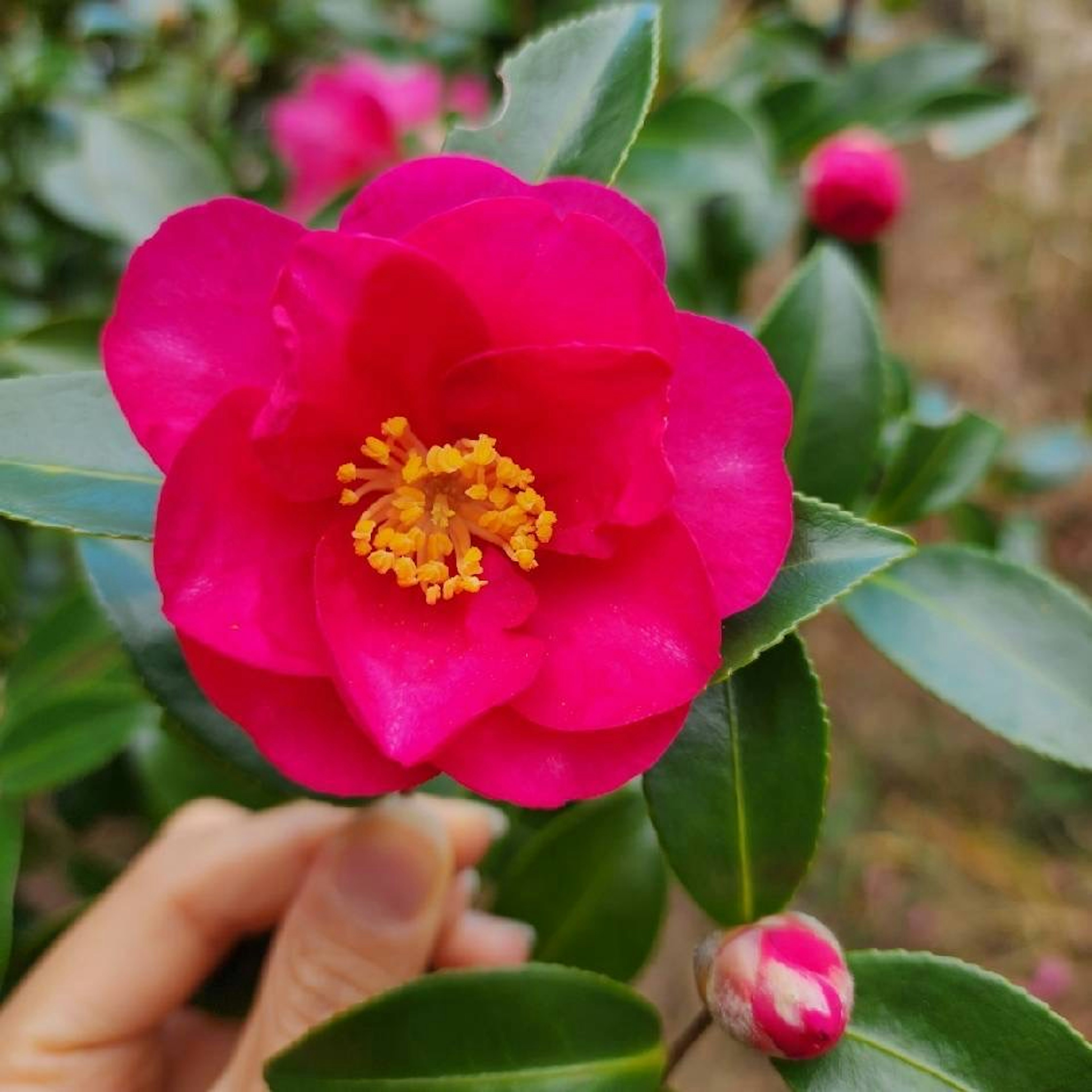 鮮やかなピンク色の椿の花とその周りの緑の葉