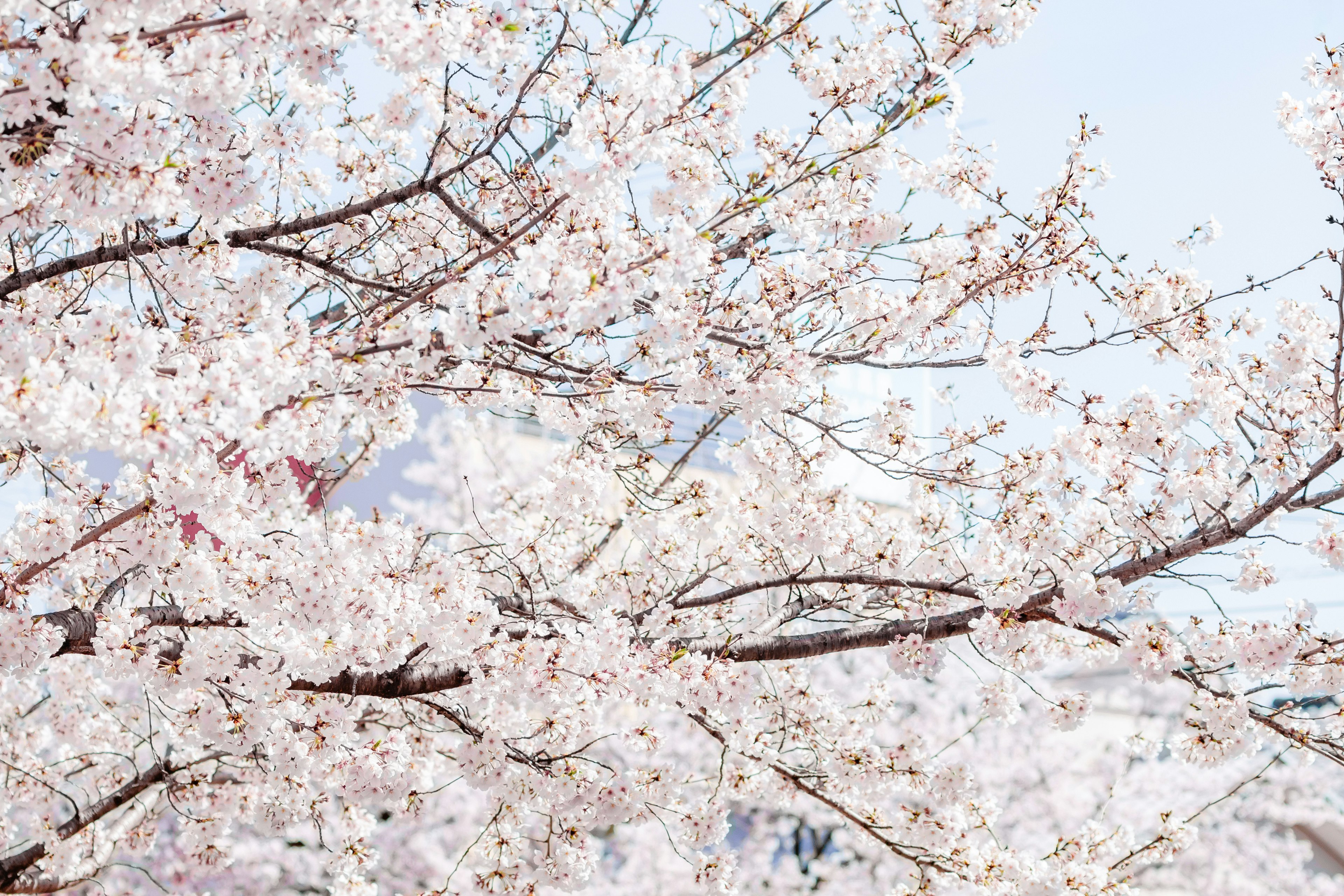 桜の花が咲いている枝のクローズアップ