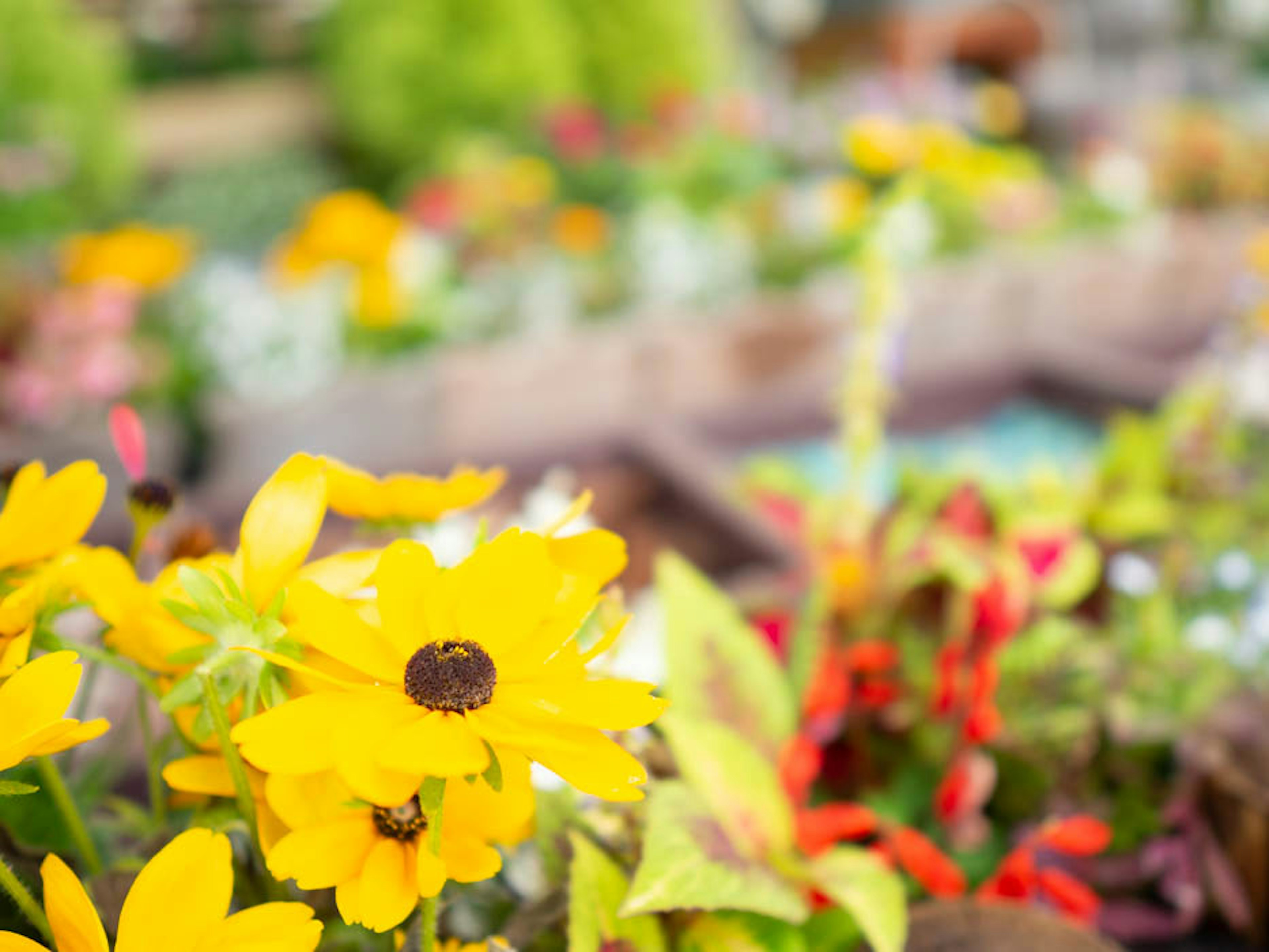 Fiori gialli vivaci e piante diverse in un giardino