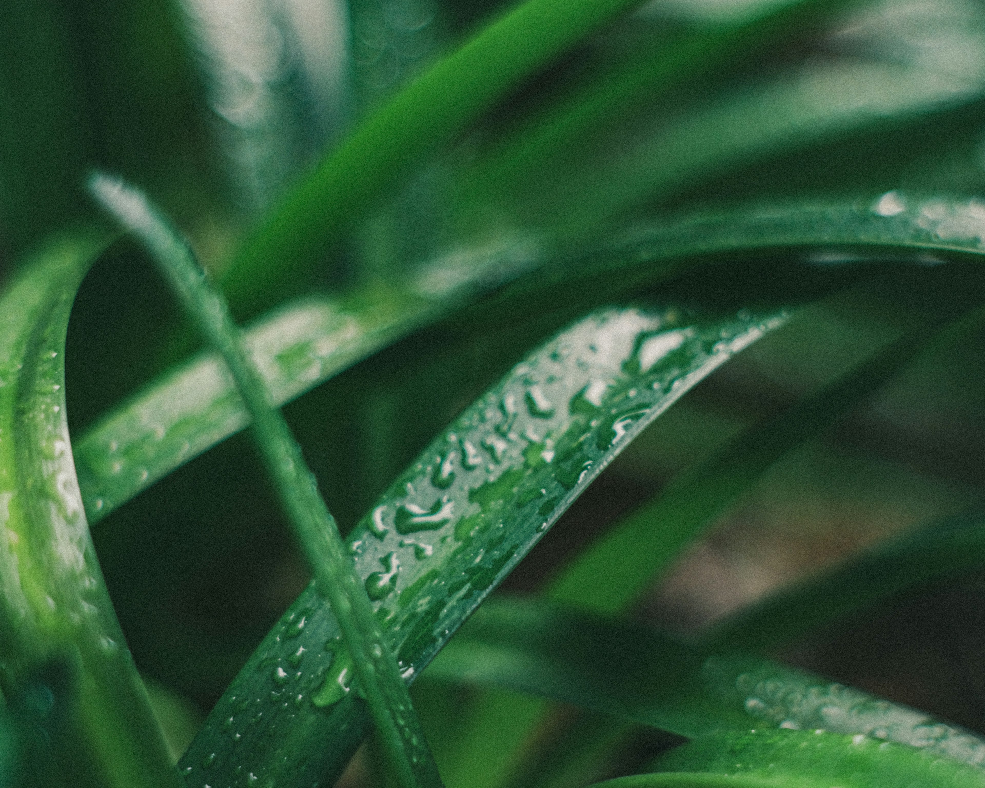 Close-up image of green leaves with water droplets