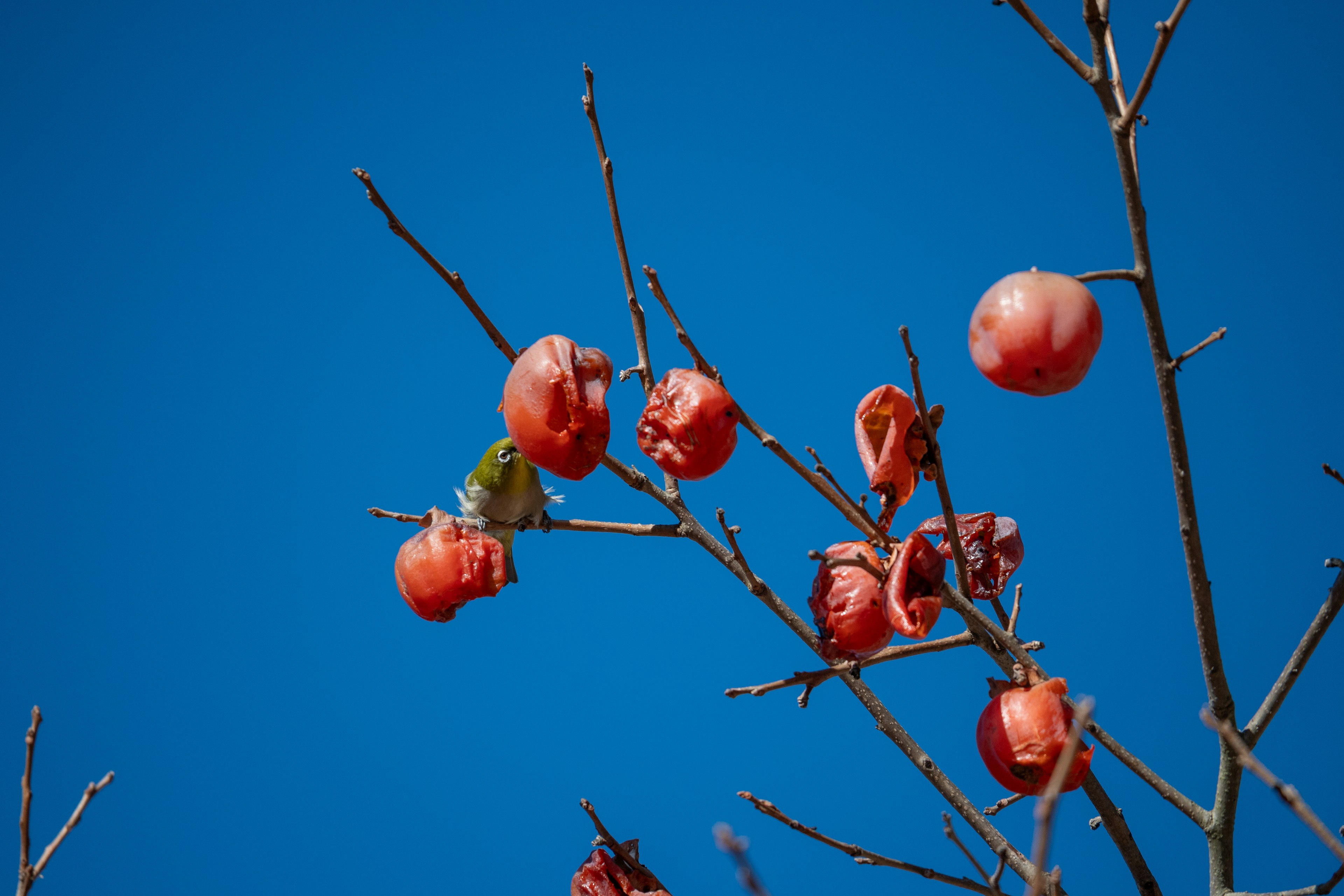 Ramas con caquis rojos contra un cielo azul