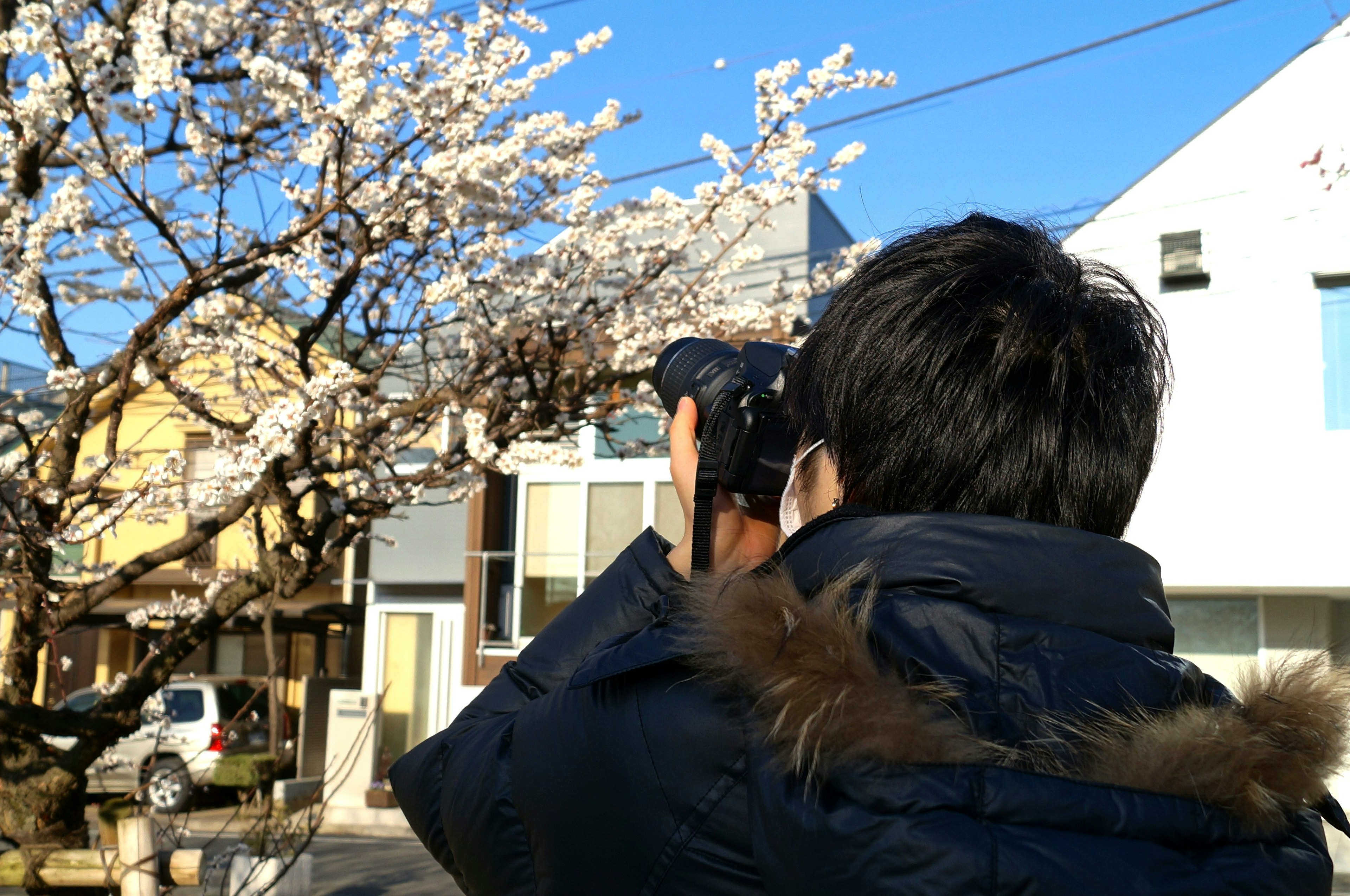 Person holding a camera in front of a cherry blossom tree