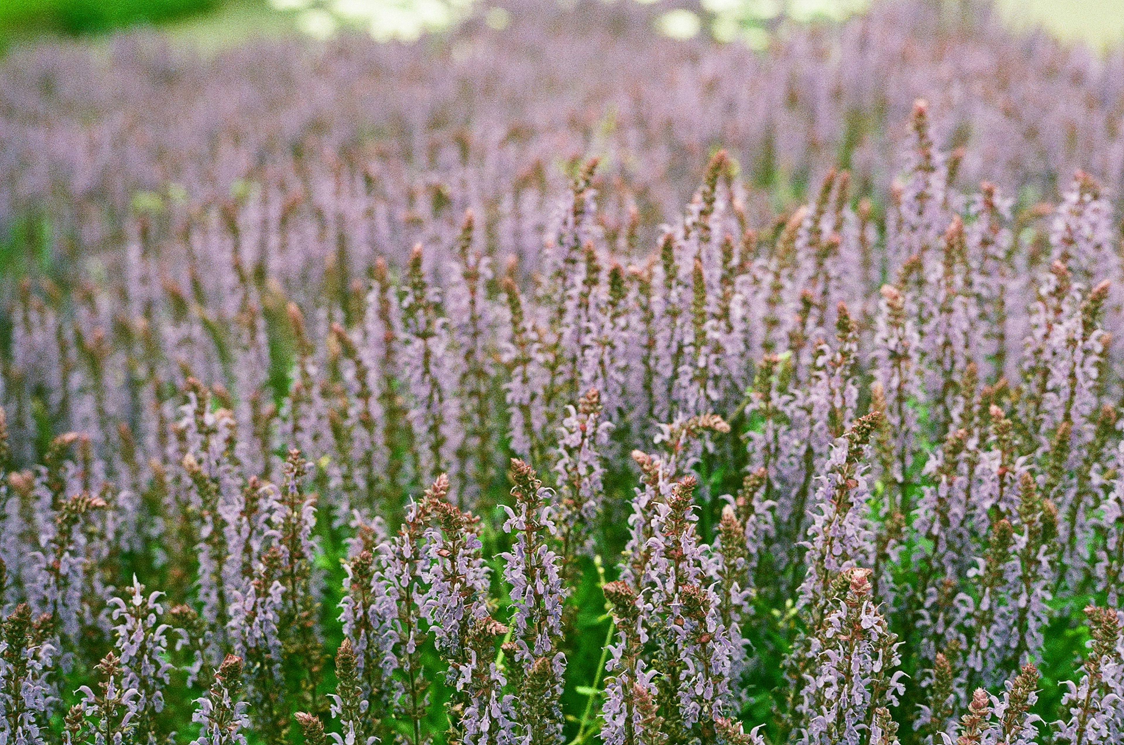 Champ de plantes à fleurs violettes floues