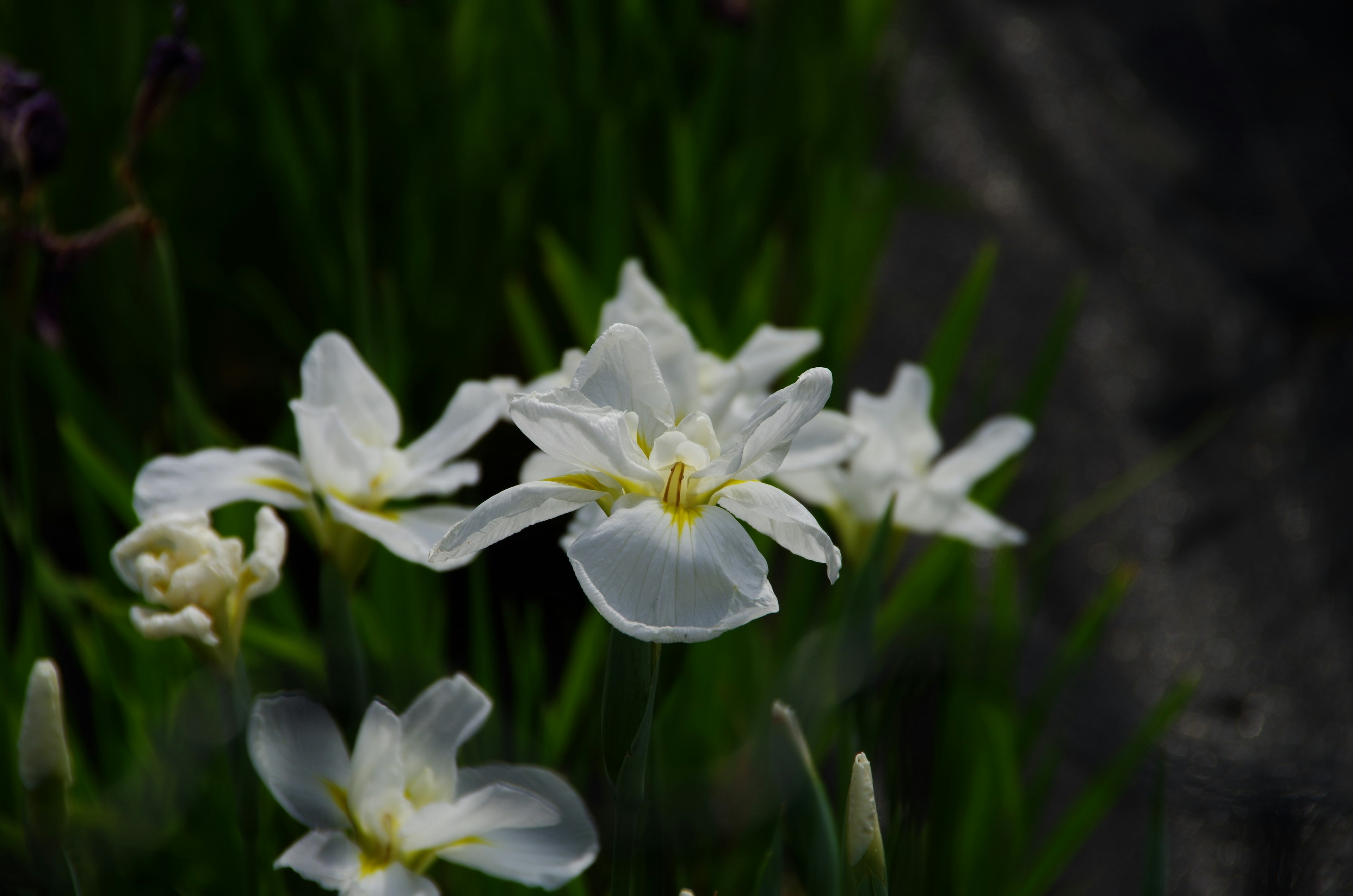 白い花が緑の葉に囲まれて咲いている