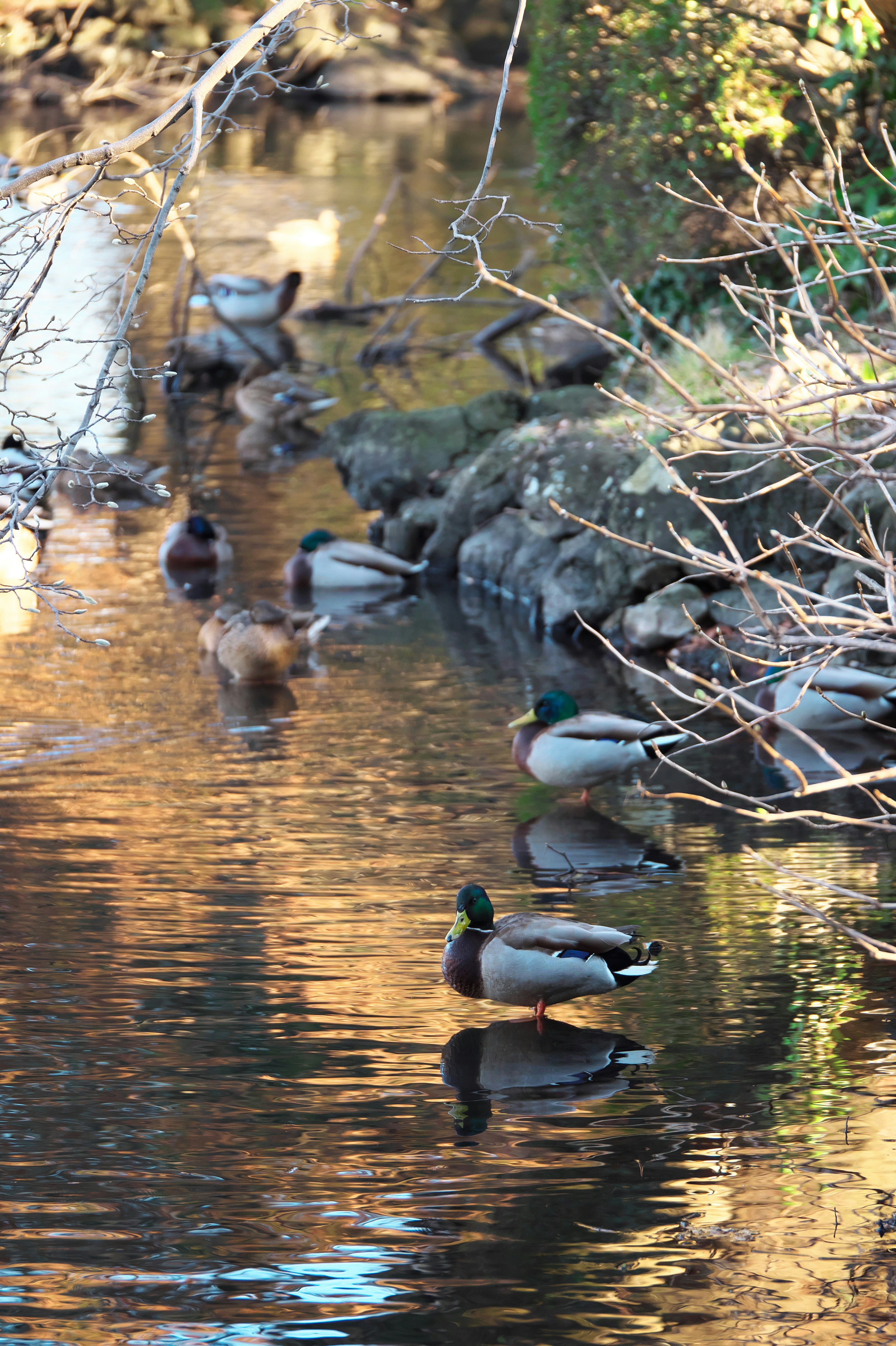 Un groupe de canards colverts se reposant dans un ruisseau avec des reflets sur l'eau