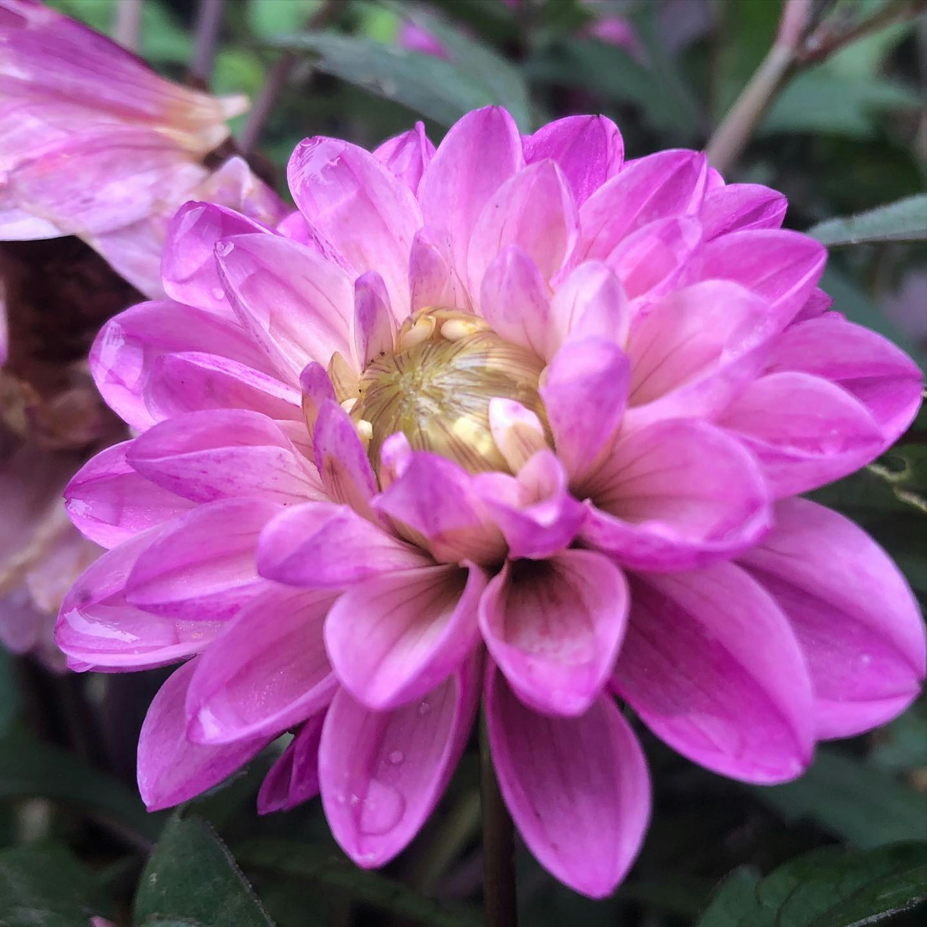 Vibrant pink dahlia flower in full bloom