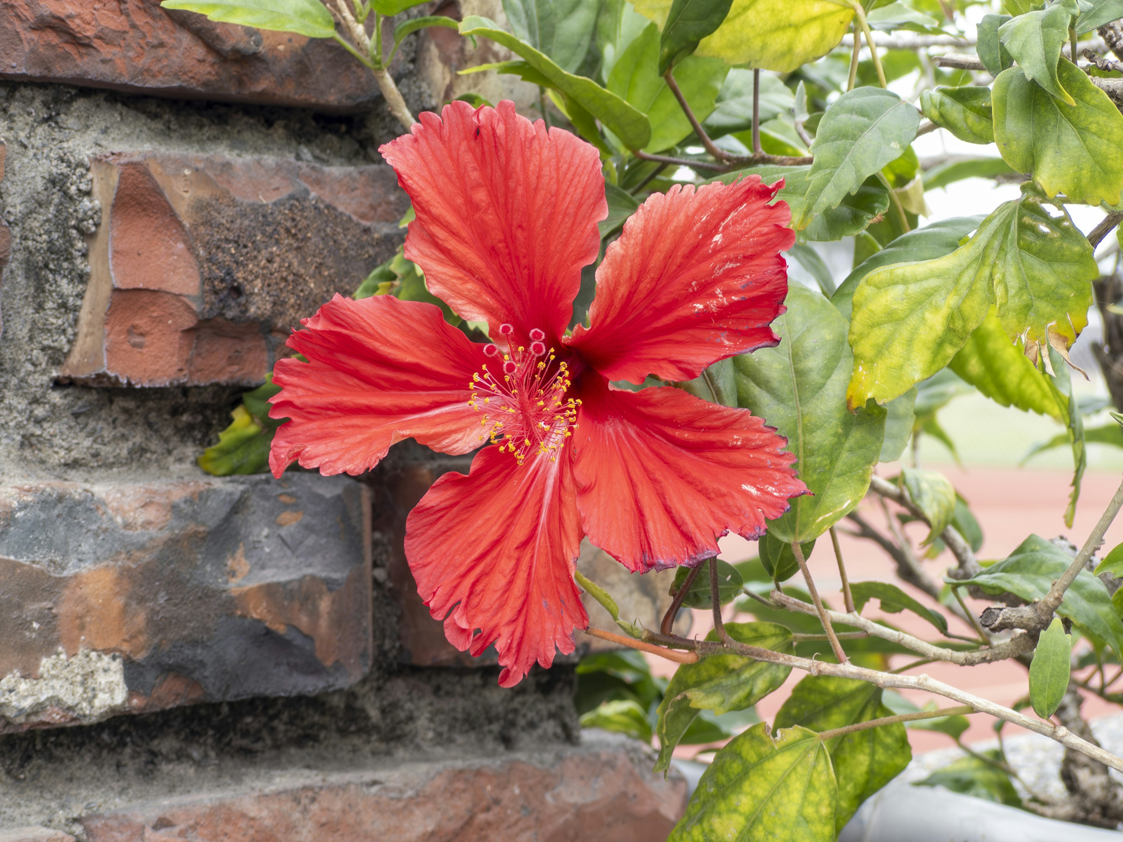 Eine lebhafte rote Hibiskusblüte blüht neben einer Ziegelmauer