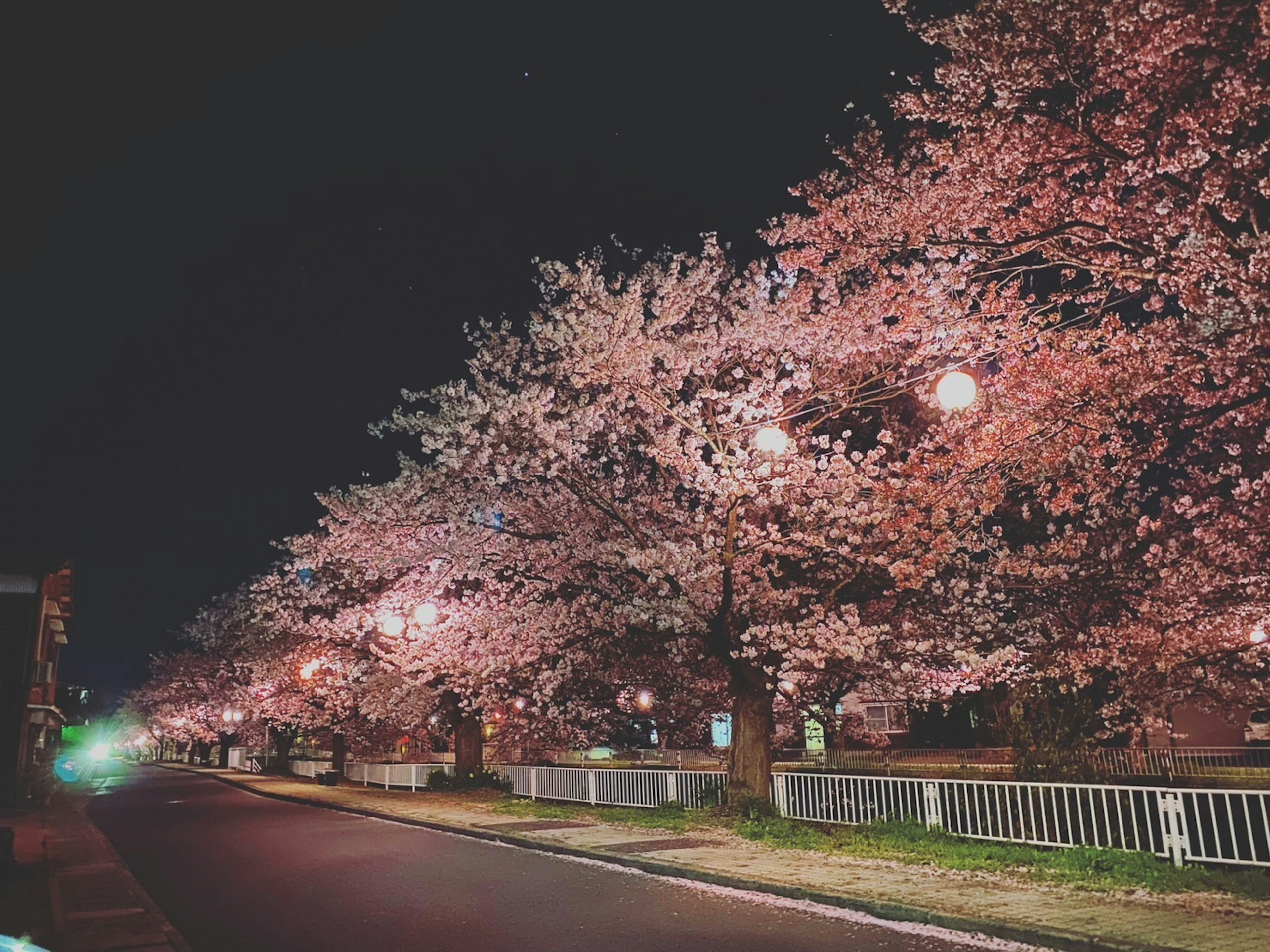 夜间沿街照亮的樱花树