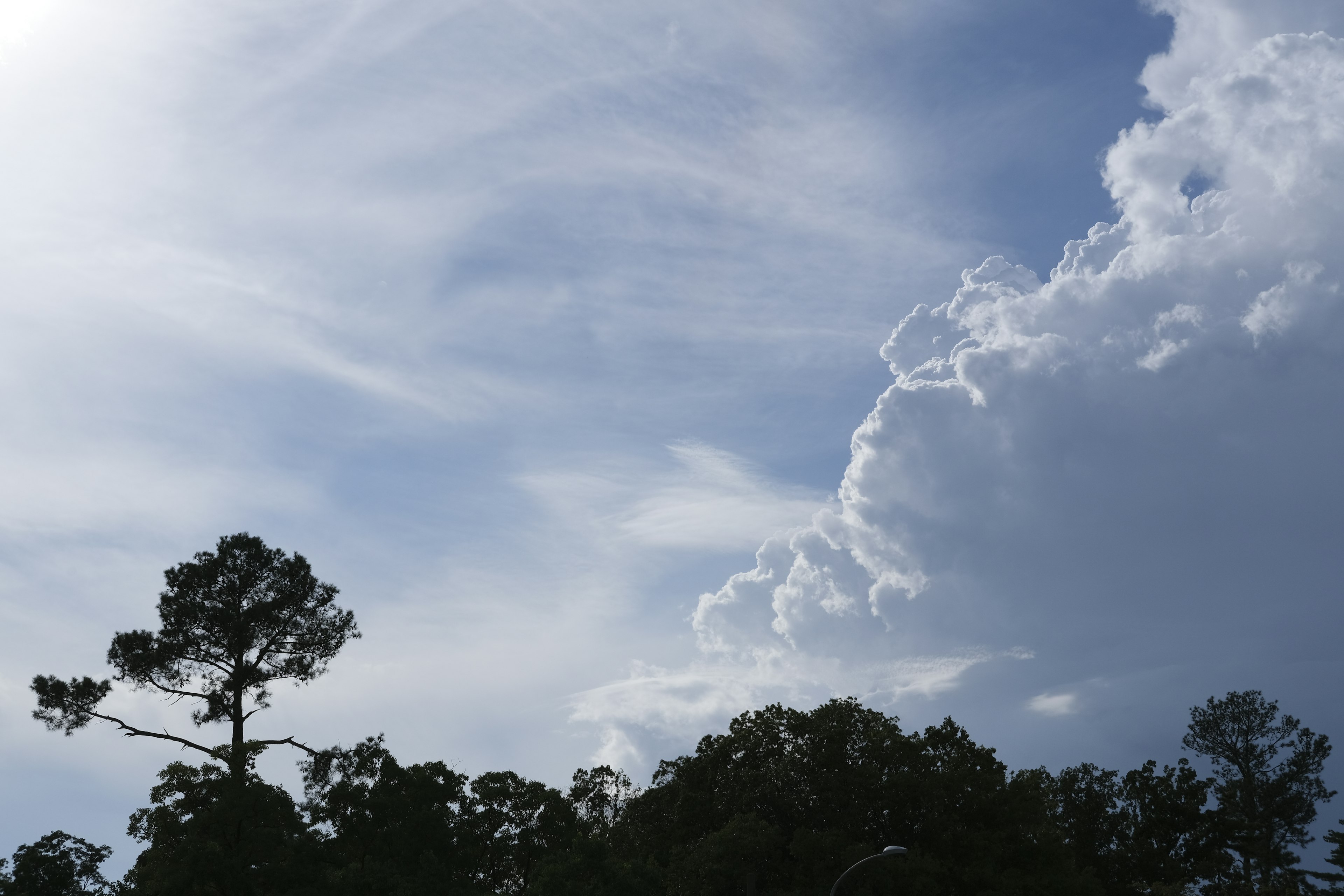 Un paisaje con cielo azul y nubes, y un árbol prominente