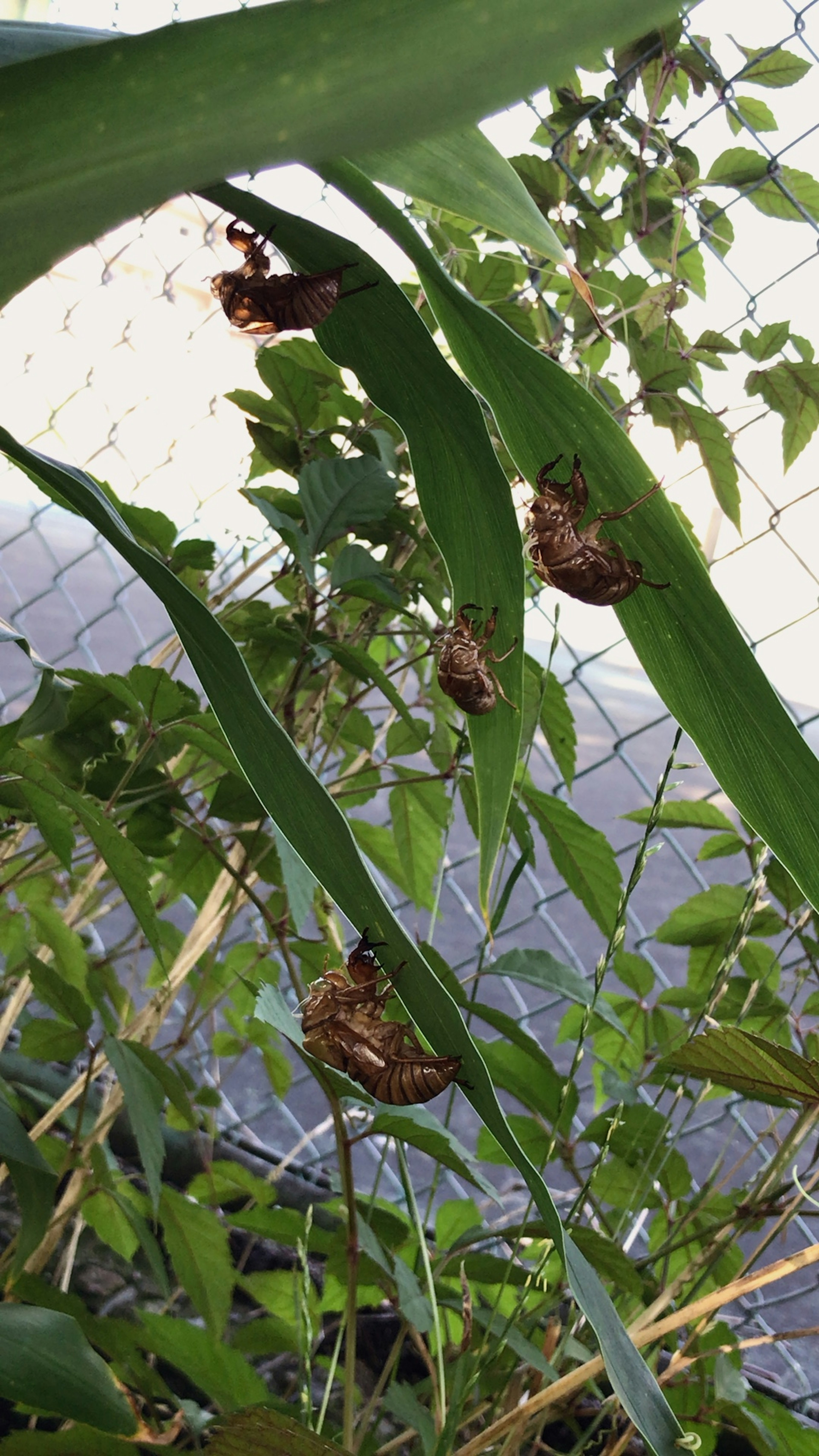 Cicada shells on green leaves with a fence in the background