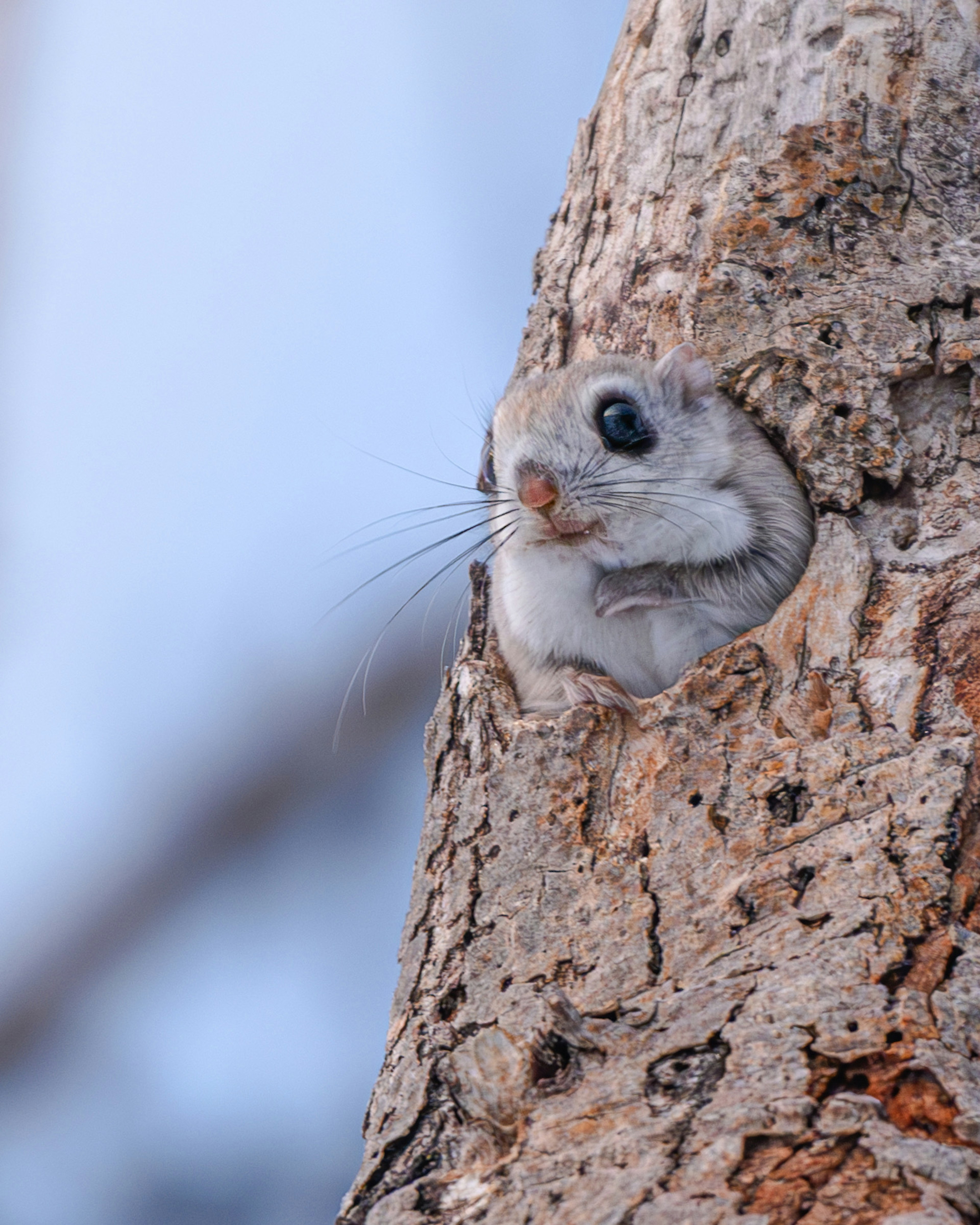 Small animal resembling a squirrel peeking out from a tree trunk