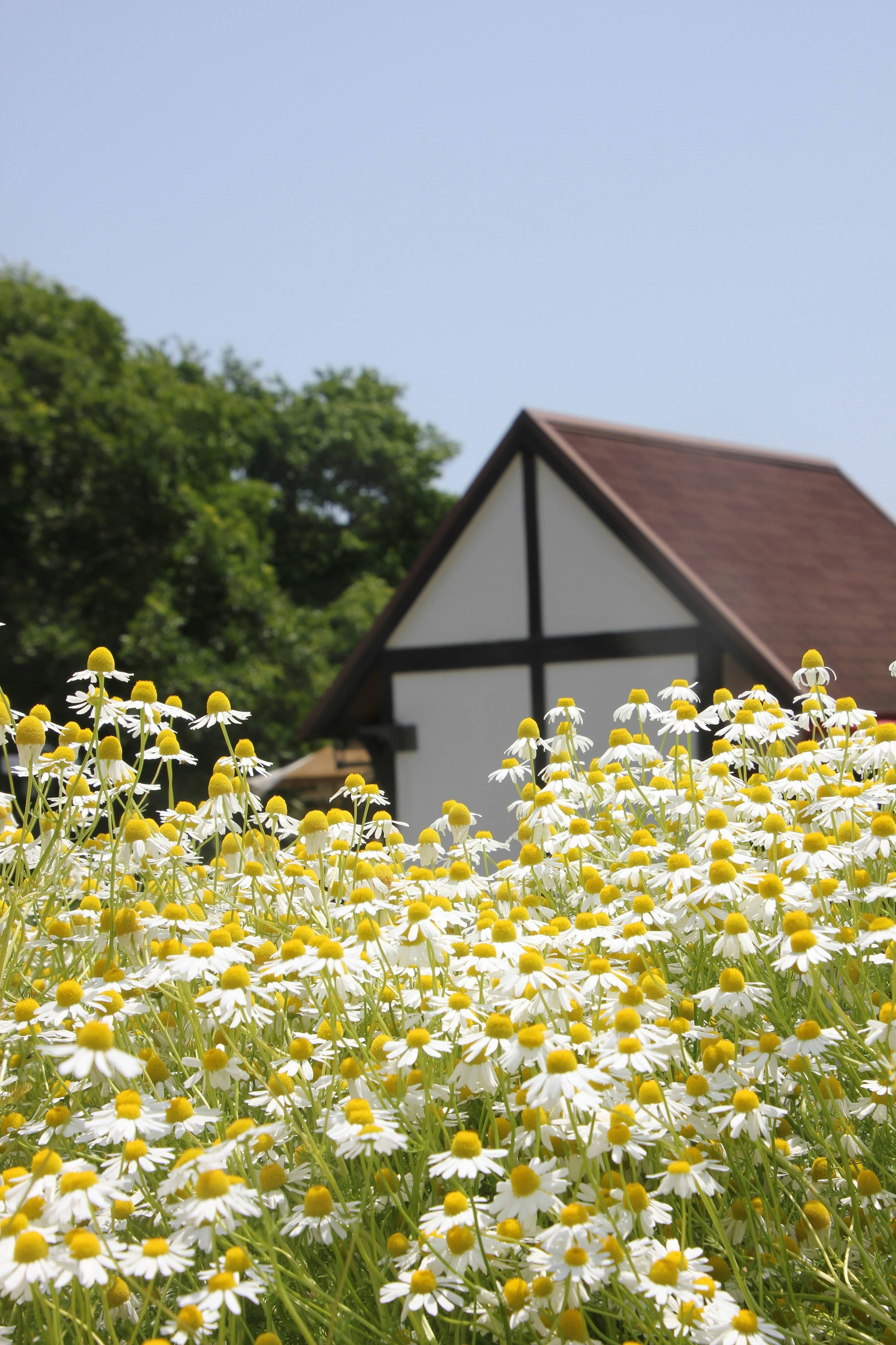 Feld mit weißen Blumen und einem traditionellen Haus im Hintergrund