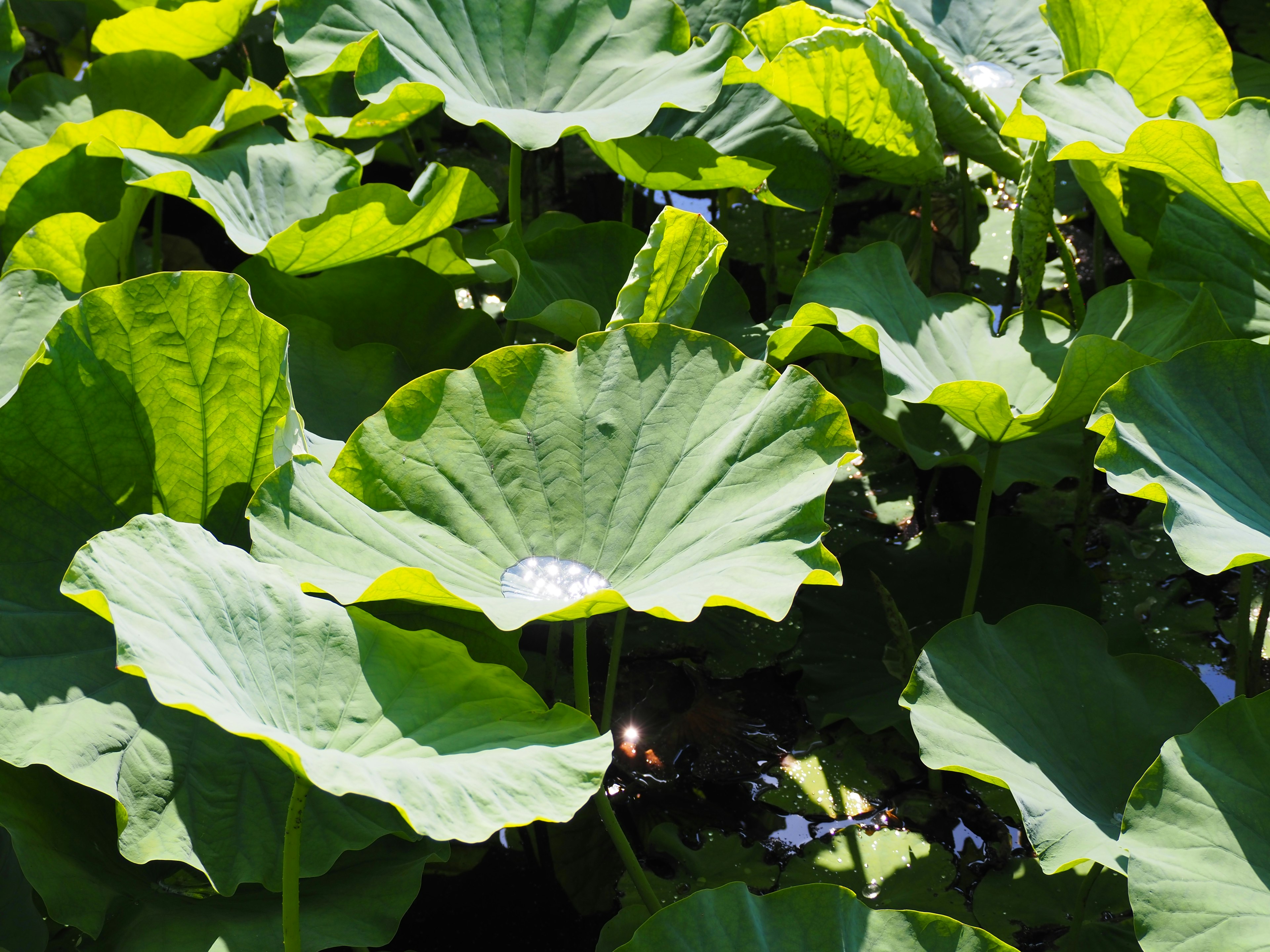 A lush scene of large green lotus leaves with a few white flowers