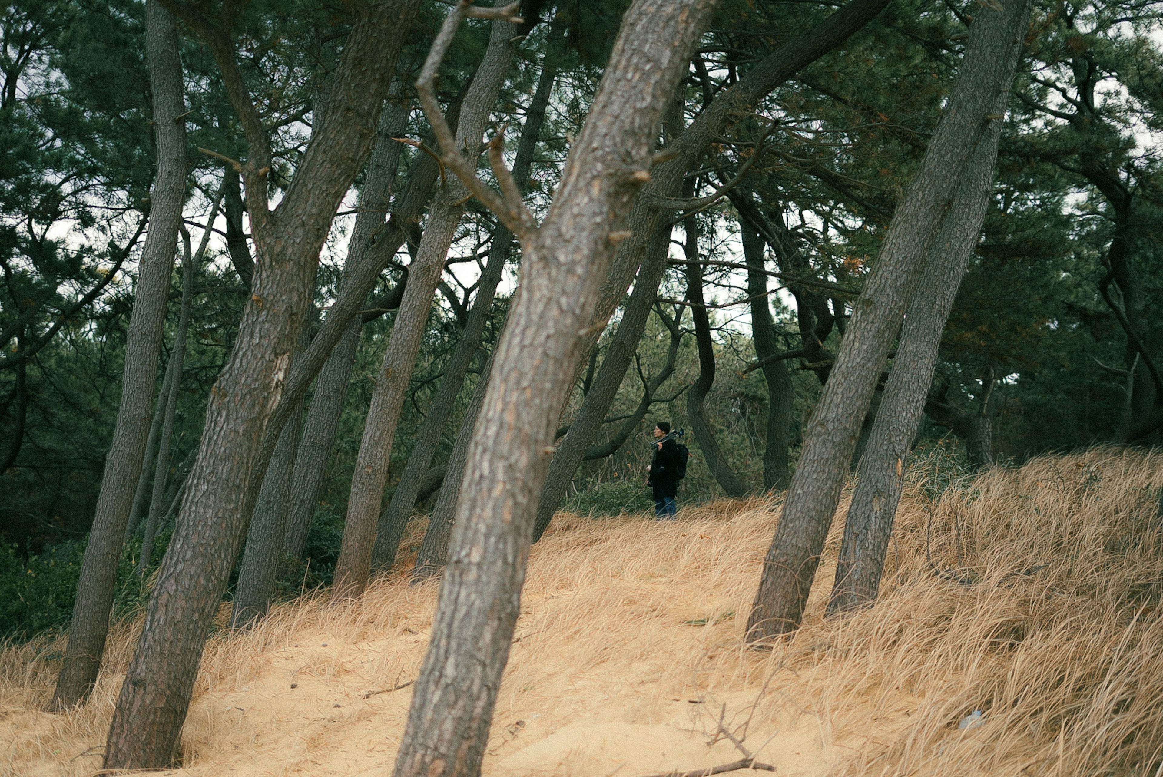 Personne se tenant parmi les arbres sur une colline