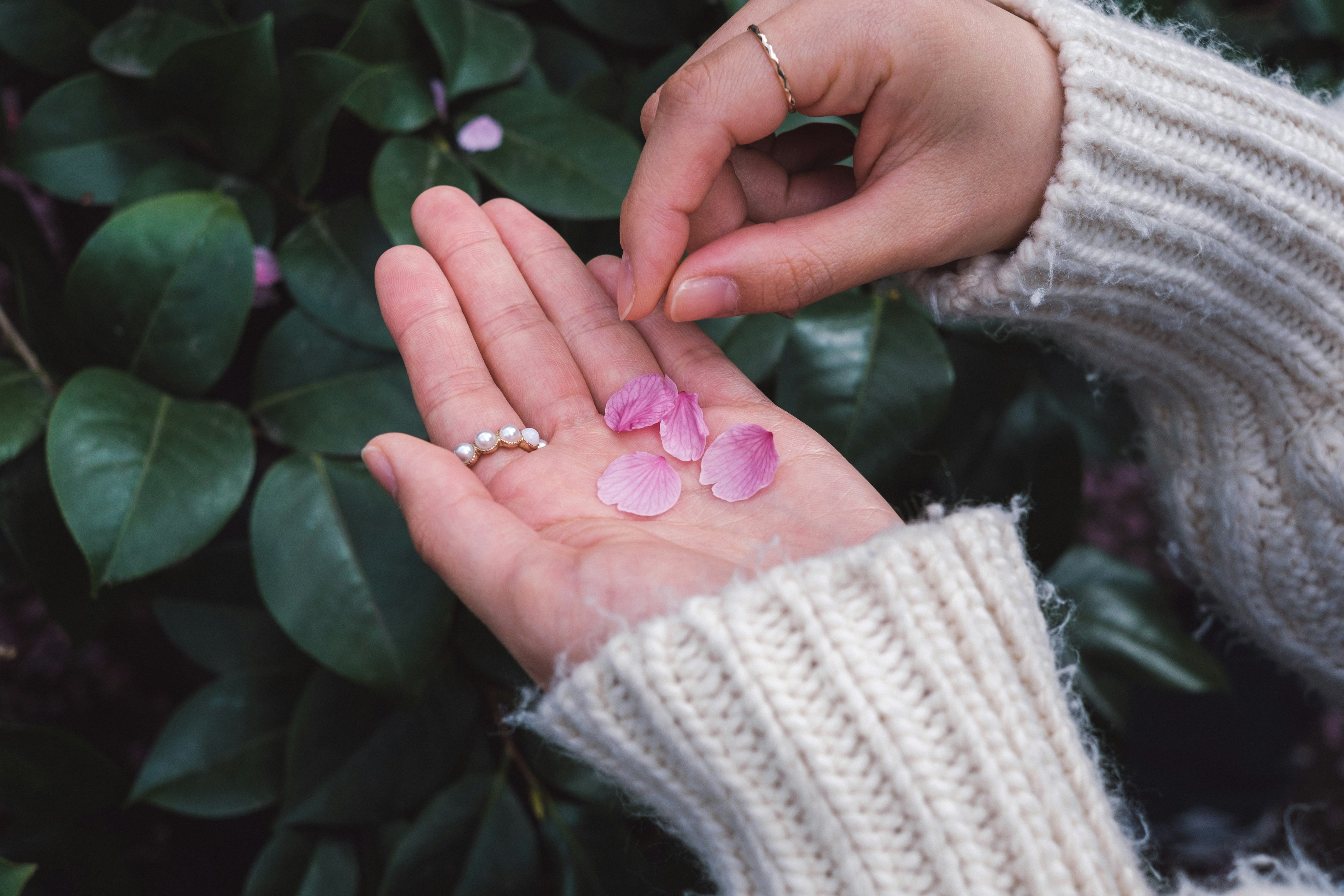 Una mano sosteniendo pétalos de flores rosas con hojas verdes de fondo