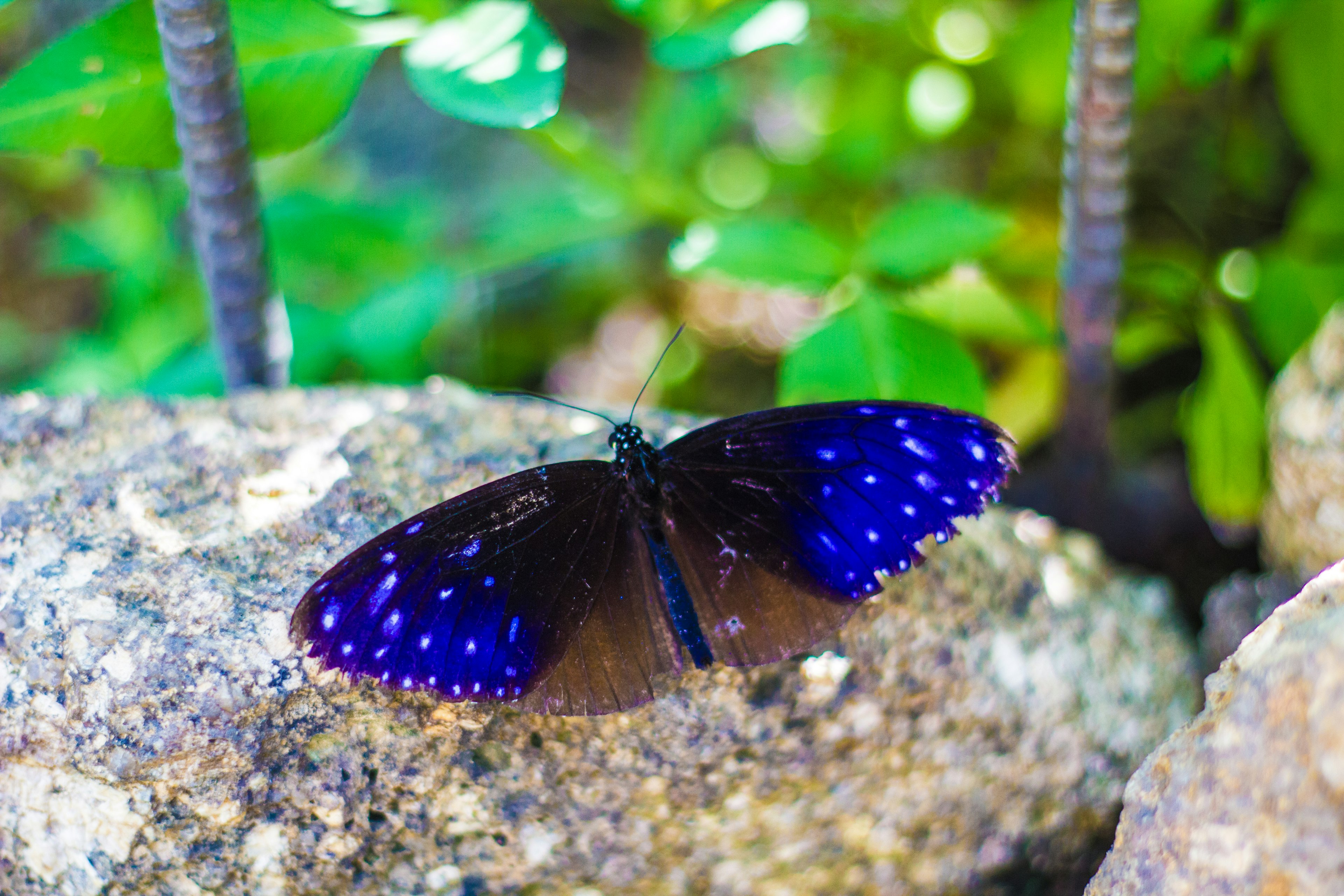 Seekor kupu-kupu dengan sayap biru yang bertengger di atas batu dikelilingi daun hijau