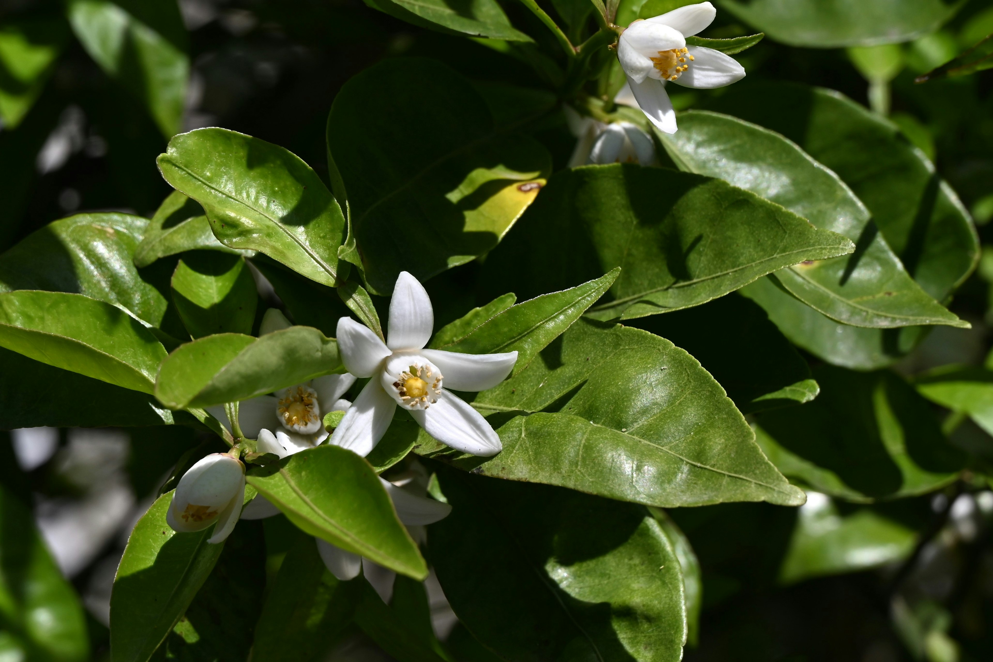 柑橘植物的特写，白色花朵和绿色叶子