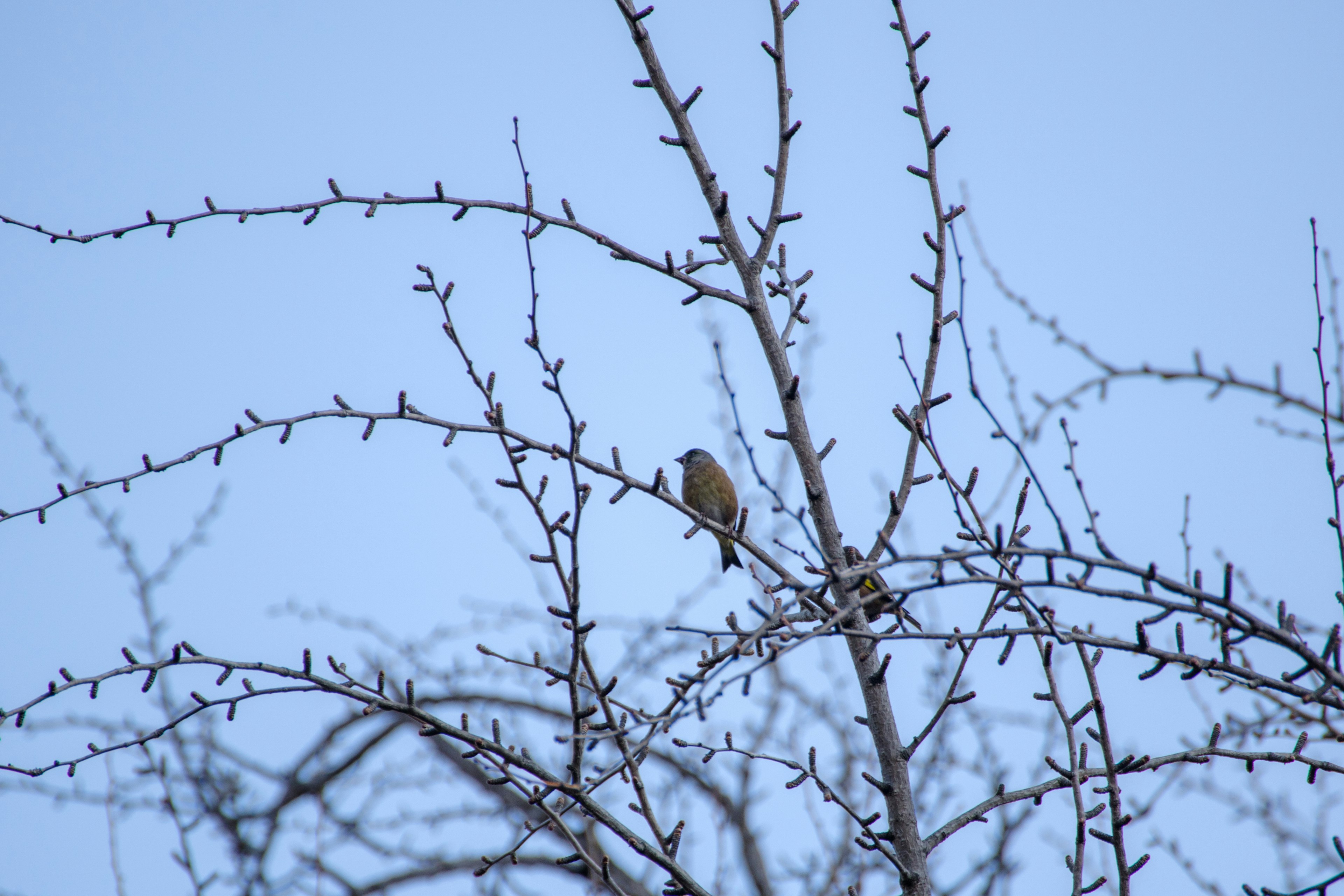 Ein kleiner Vogel sitzt auf kahlen Ästen vor einem blauen Himmel