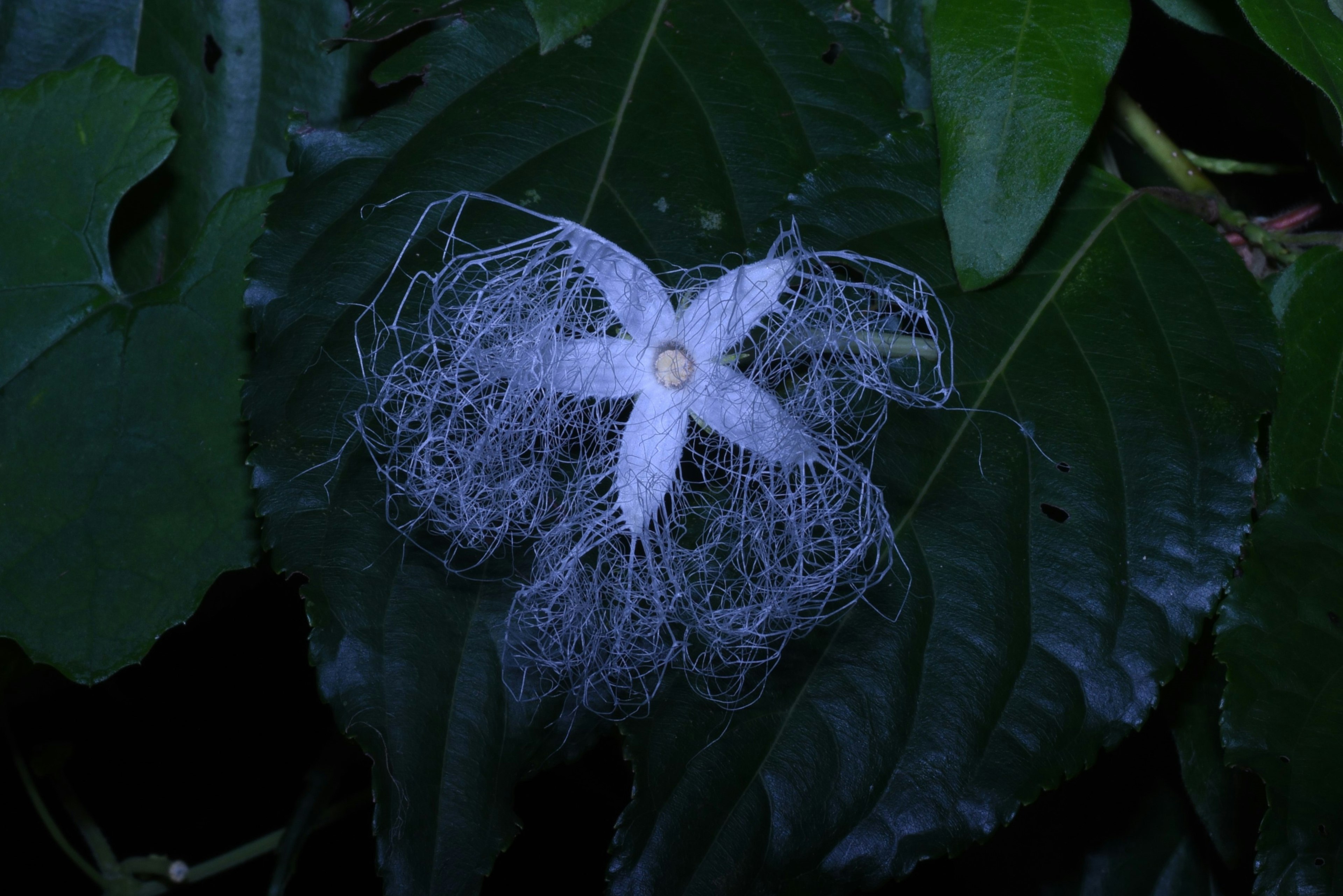 Delicate white flower with intricate web-like structure on green leaves