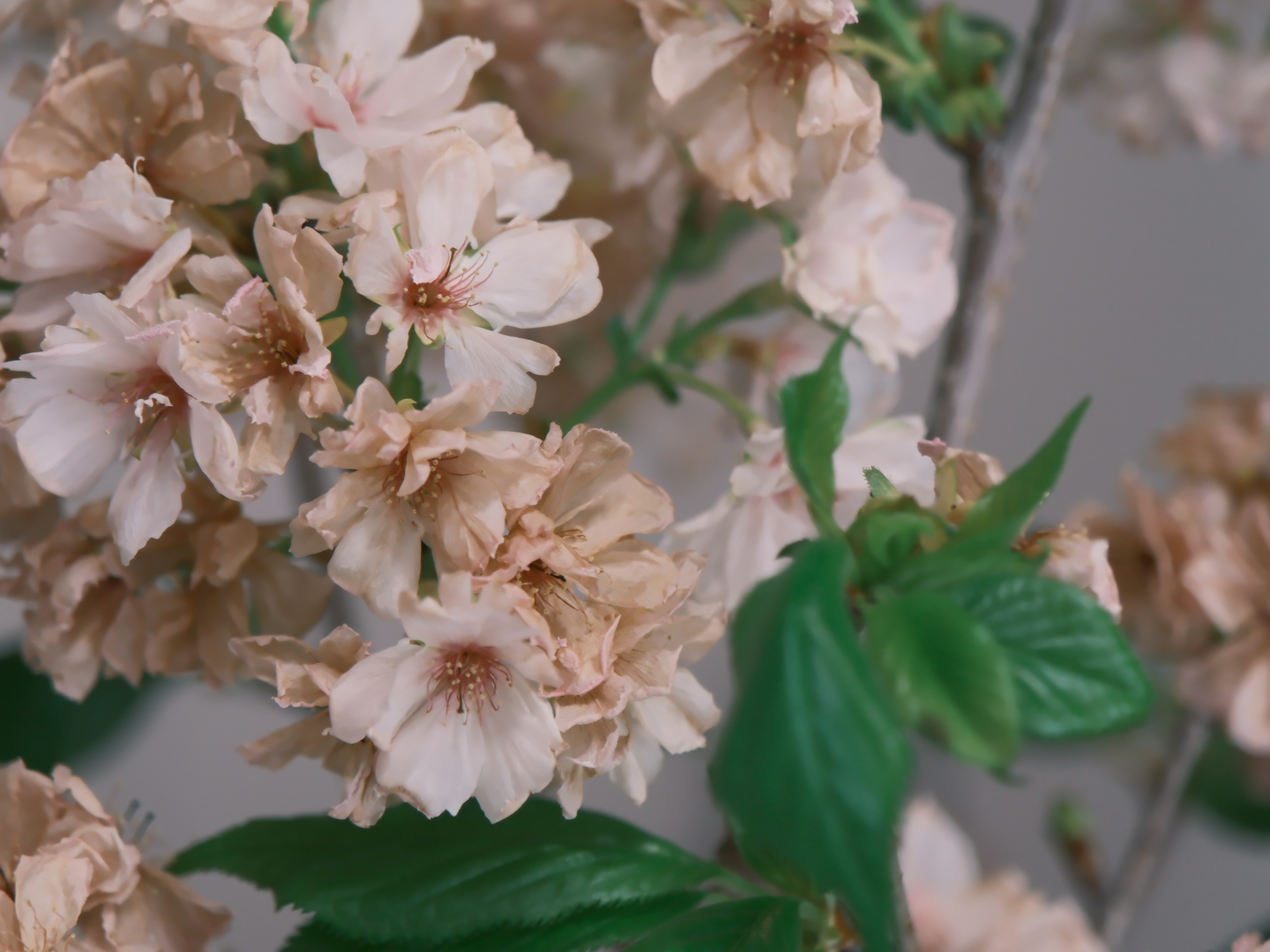 淡いピンク色の桜の花と緑の葉