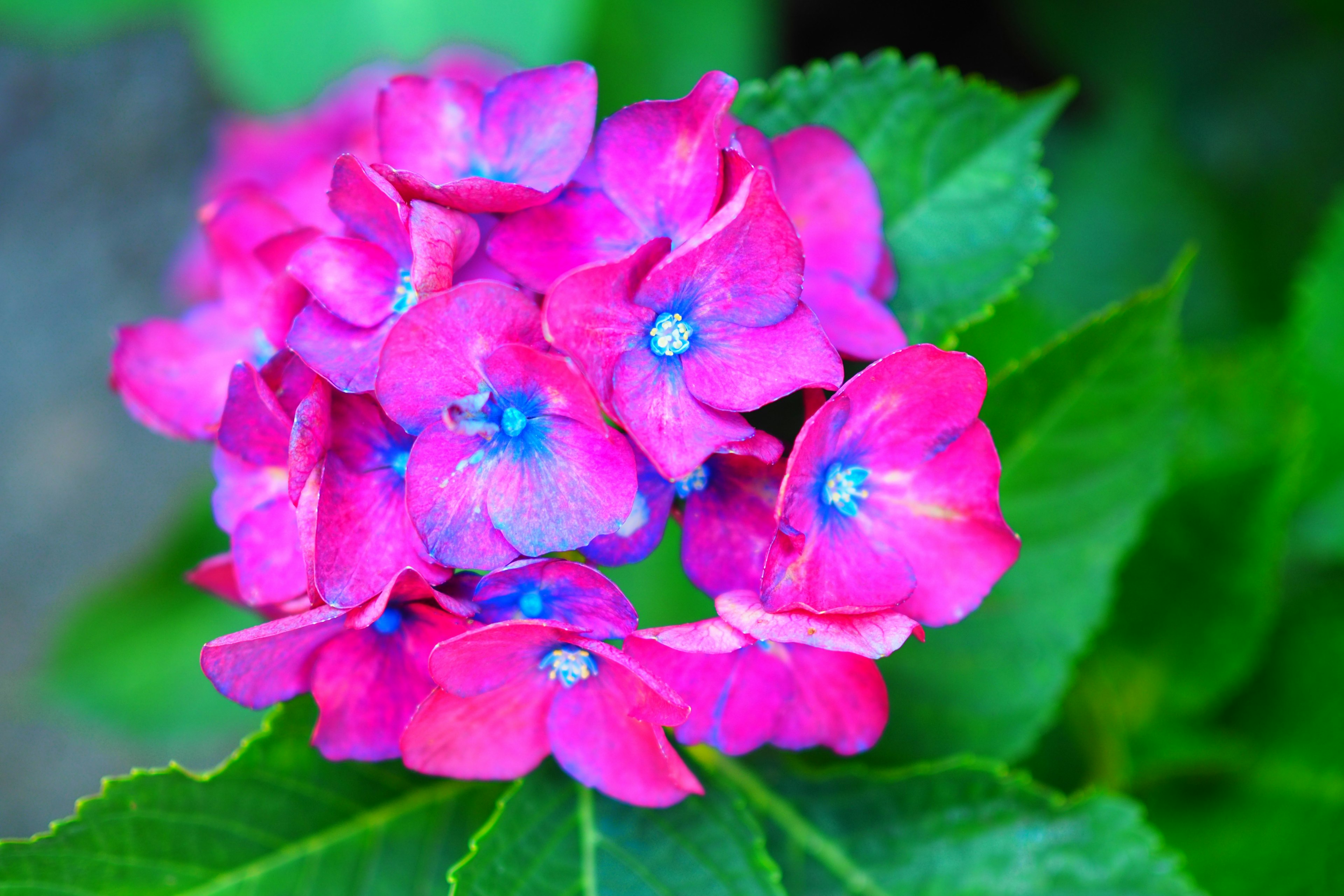 Vibrant pink hydrangea flowers with green leaves