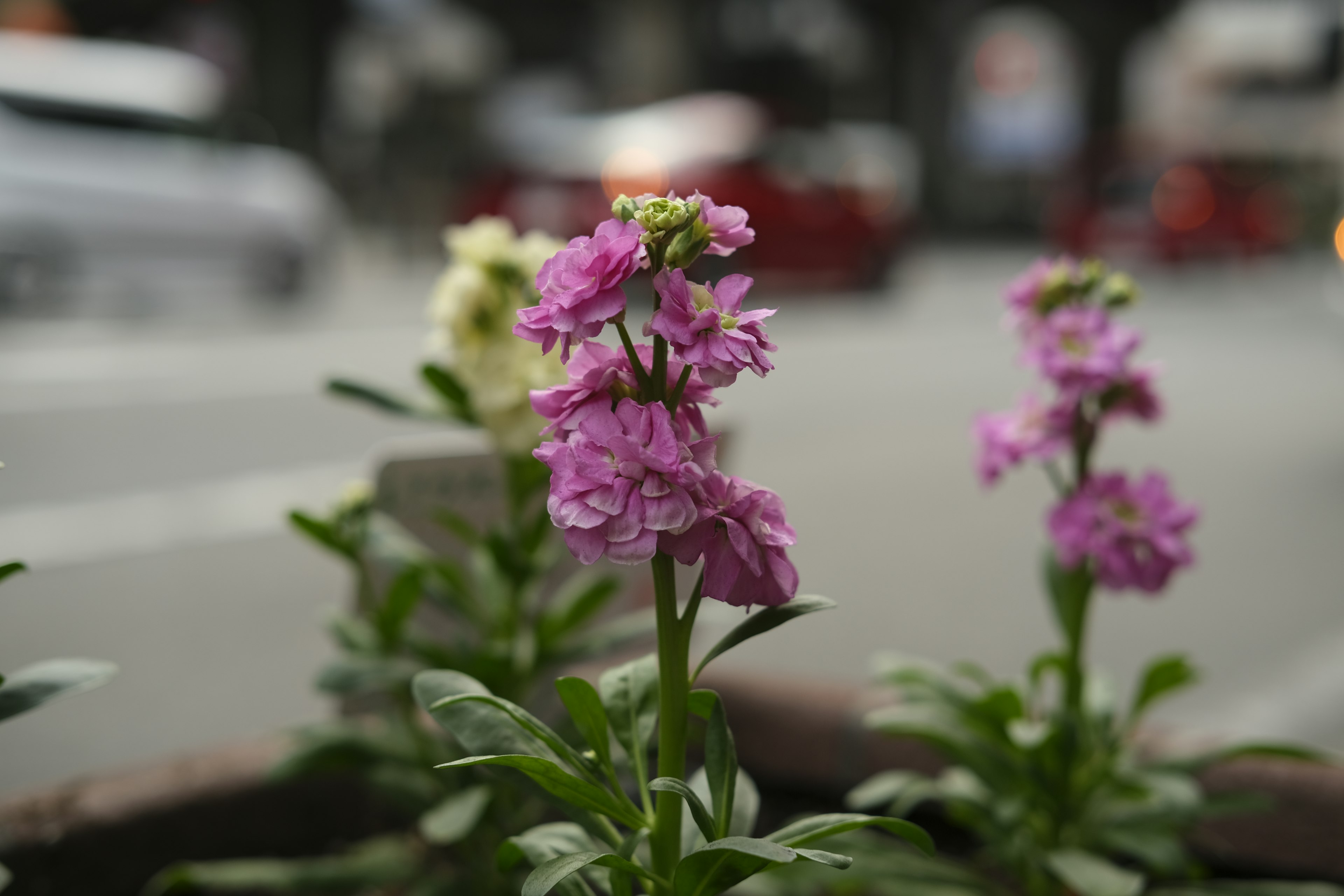 Close-up bunga pink dan putih yang mekar di pinggir jalan