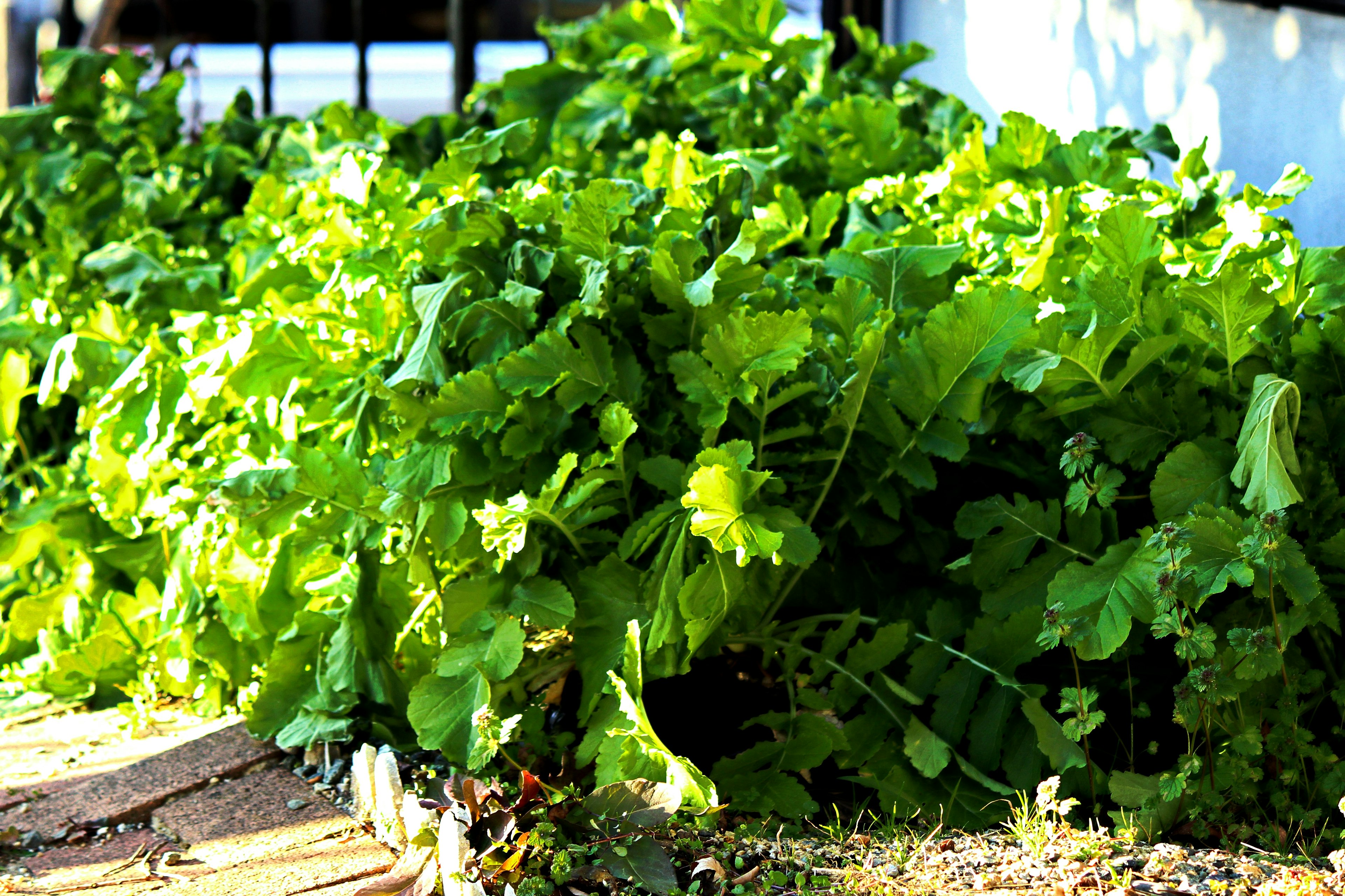 Lush green leafy vegetables thriving in a garden