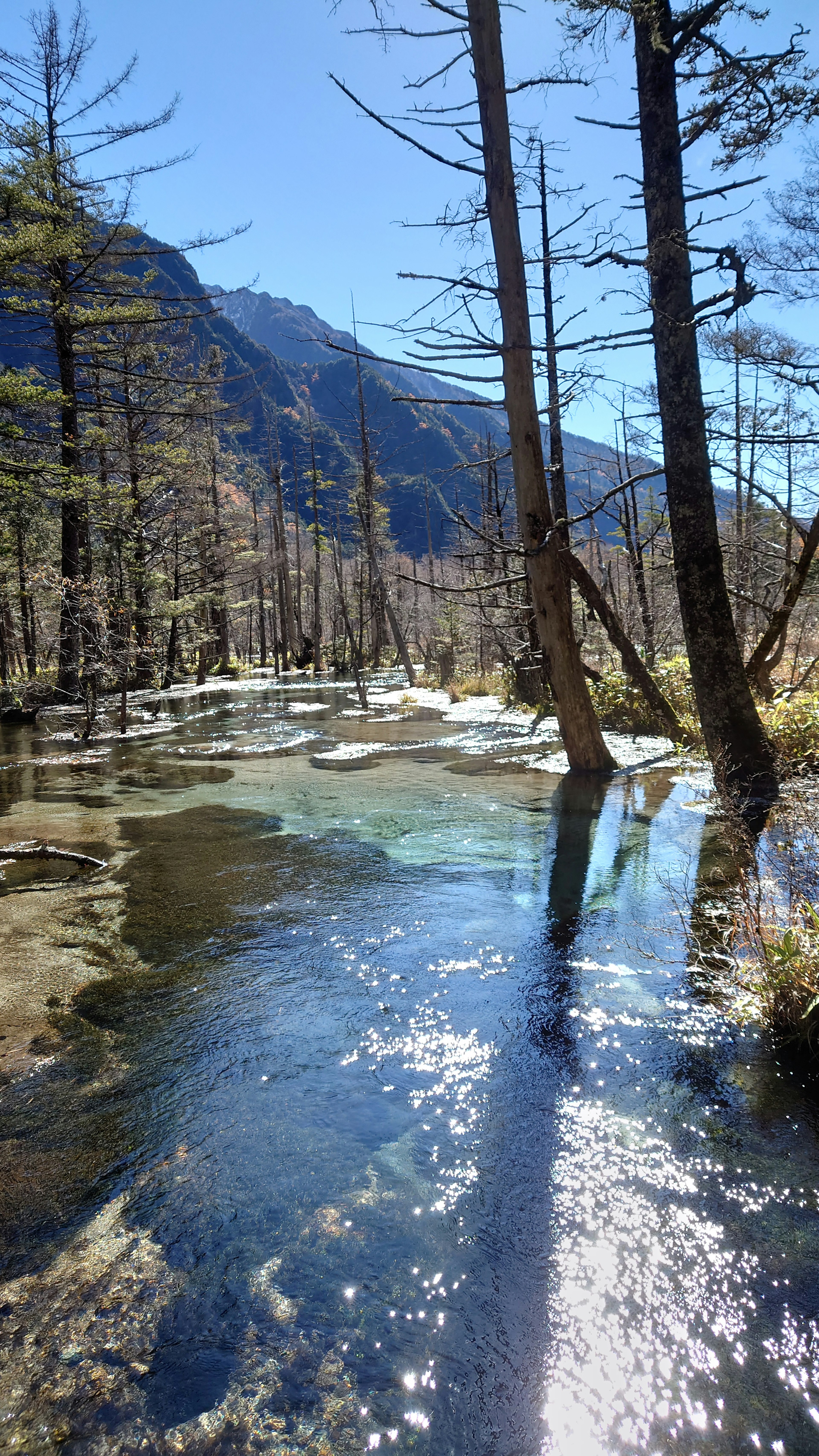 透き通った川と枯れた木々が特徴の美しい風景