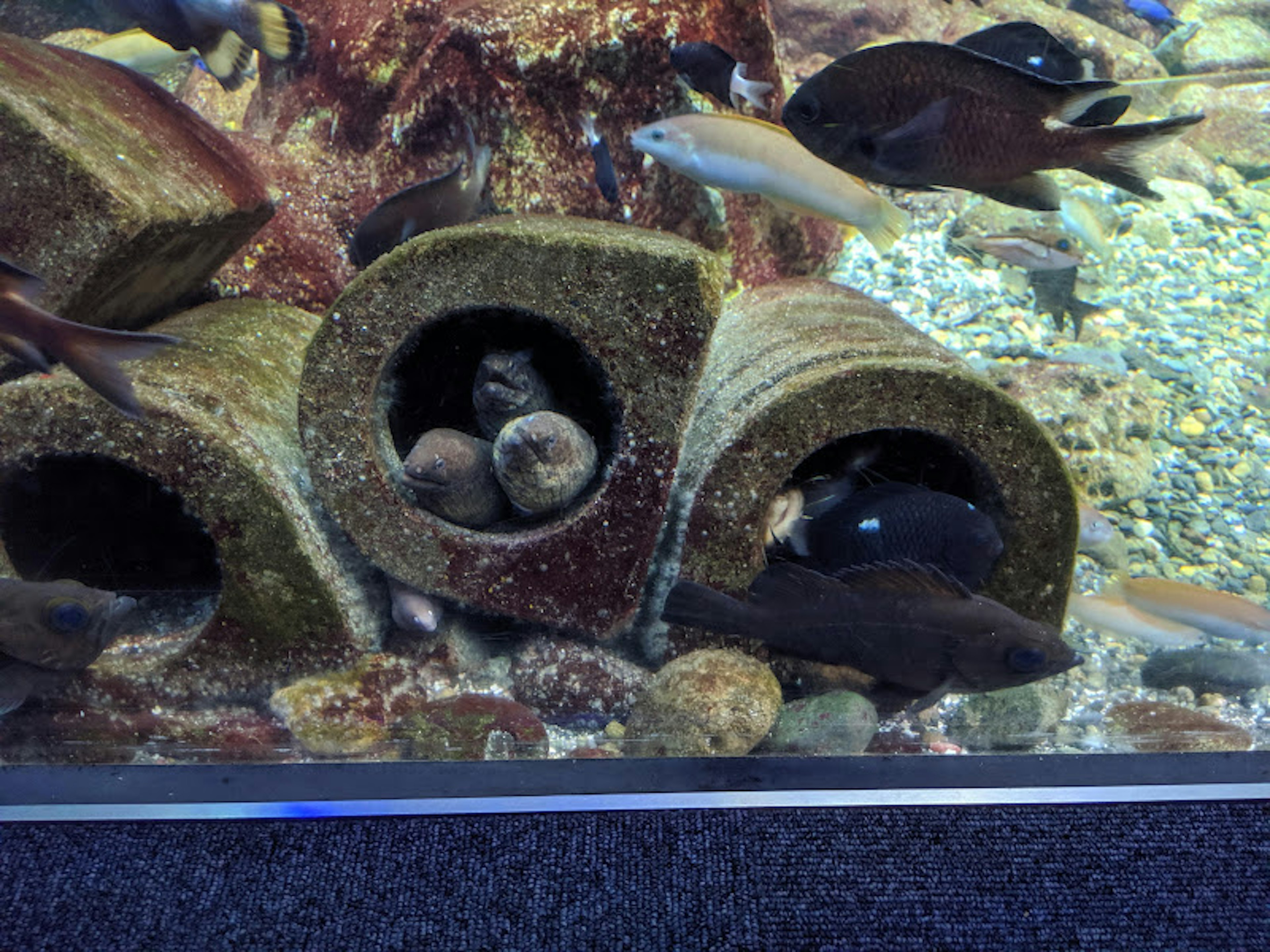 Scène d'aquarium avec des poissons et des tuyaux en béton