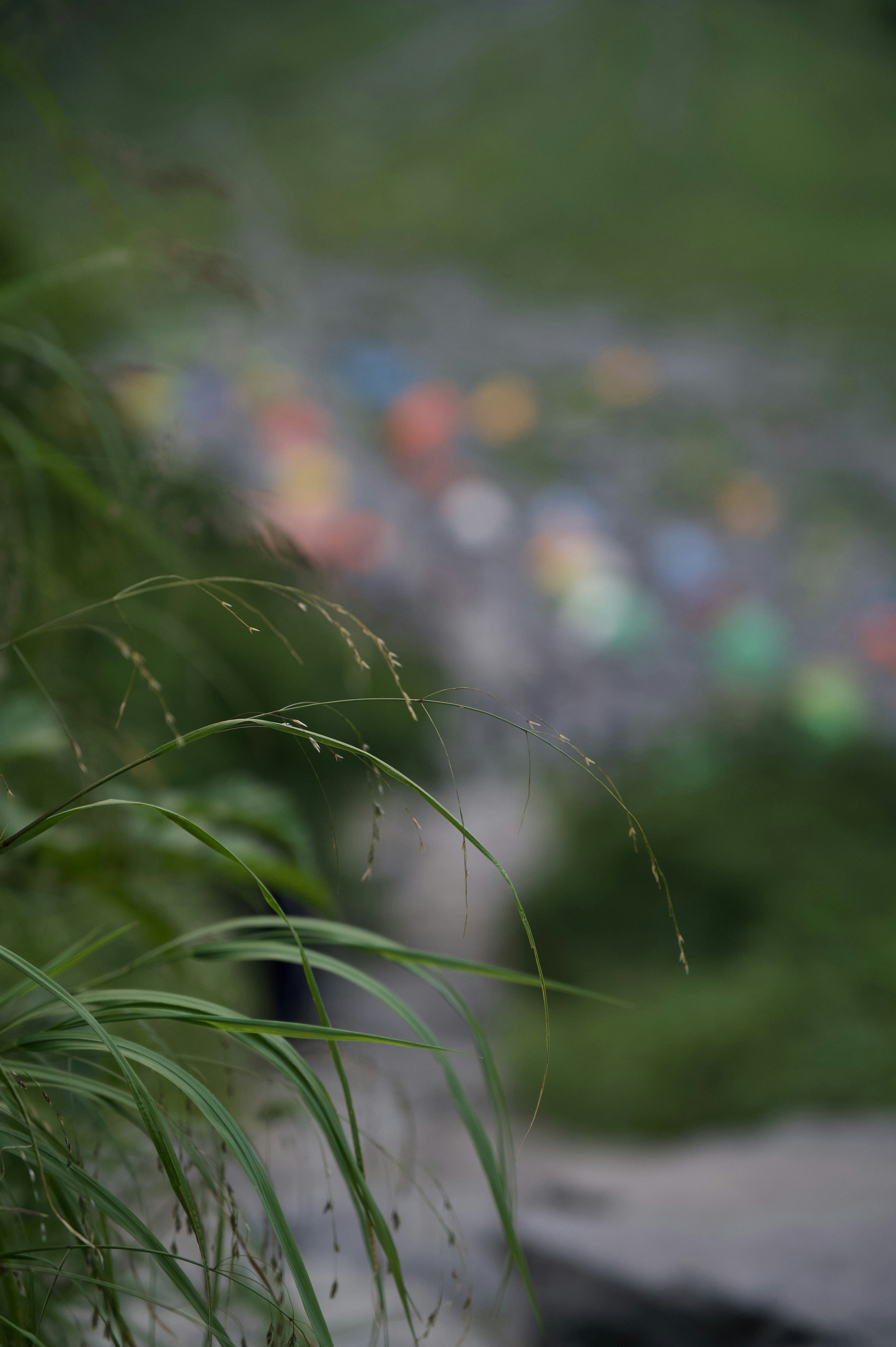 ぼやけた背景に色とりどりのテントが見える草のクローズアップ