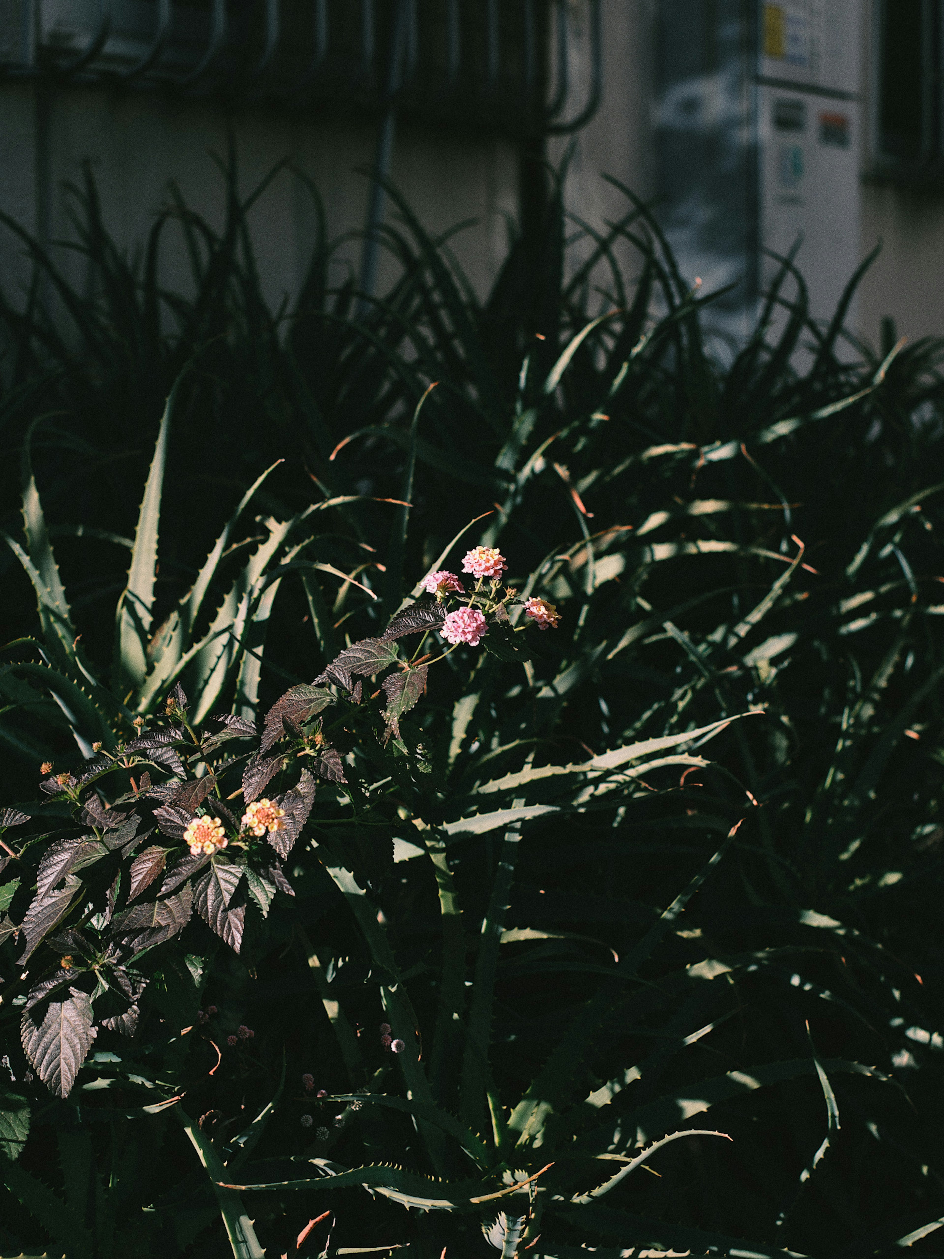 Gros plan d'une plante avec des feuilles vertes et des fleurs violettes sur fond sombre