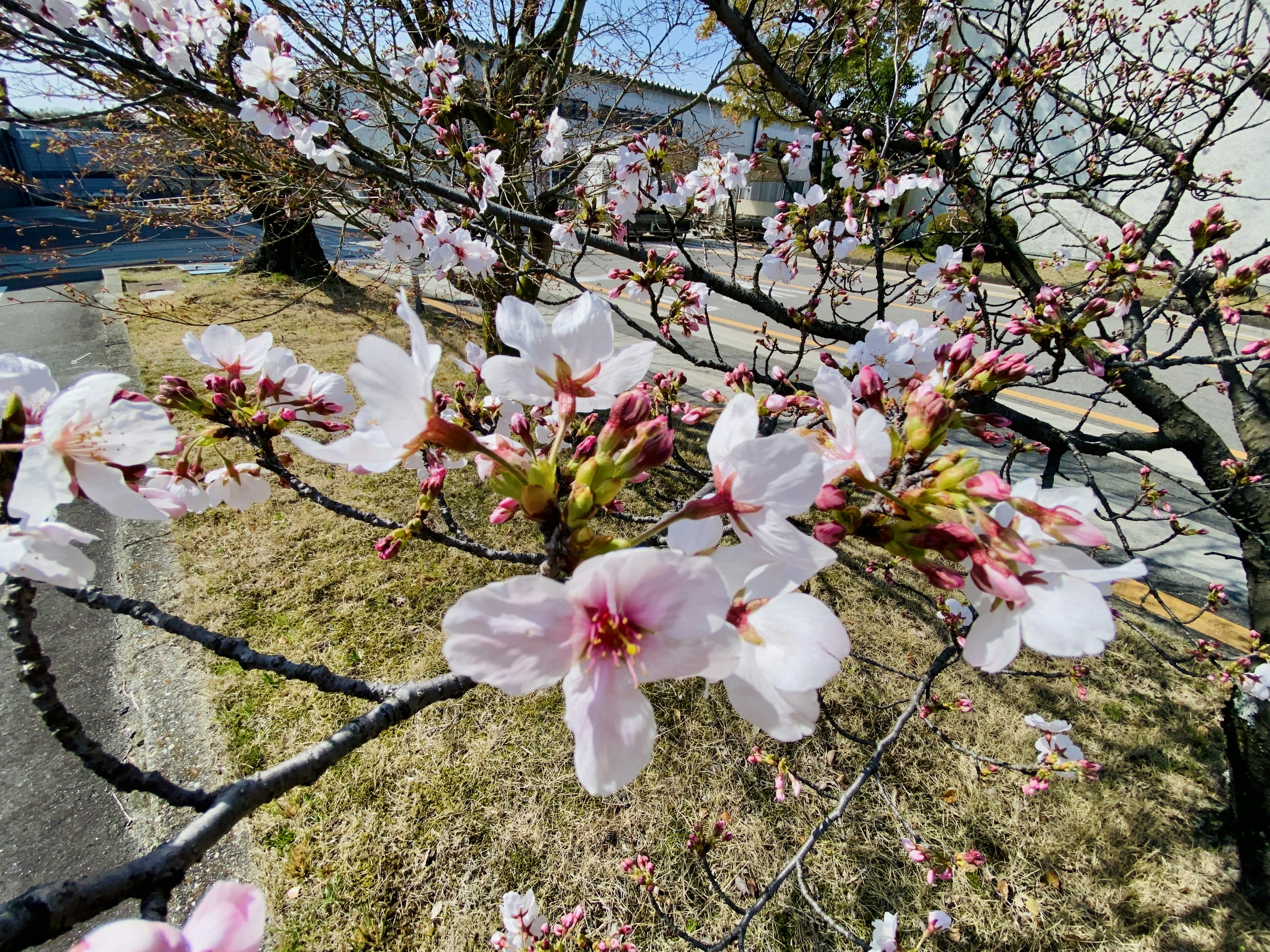 桜の花が咲いている木の枝のクローズアップ