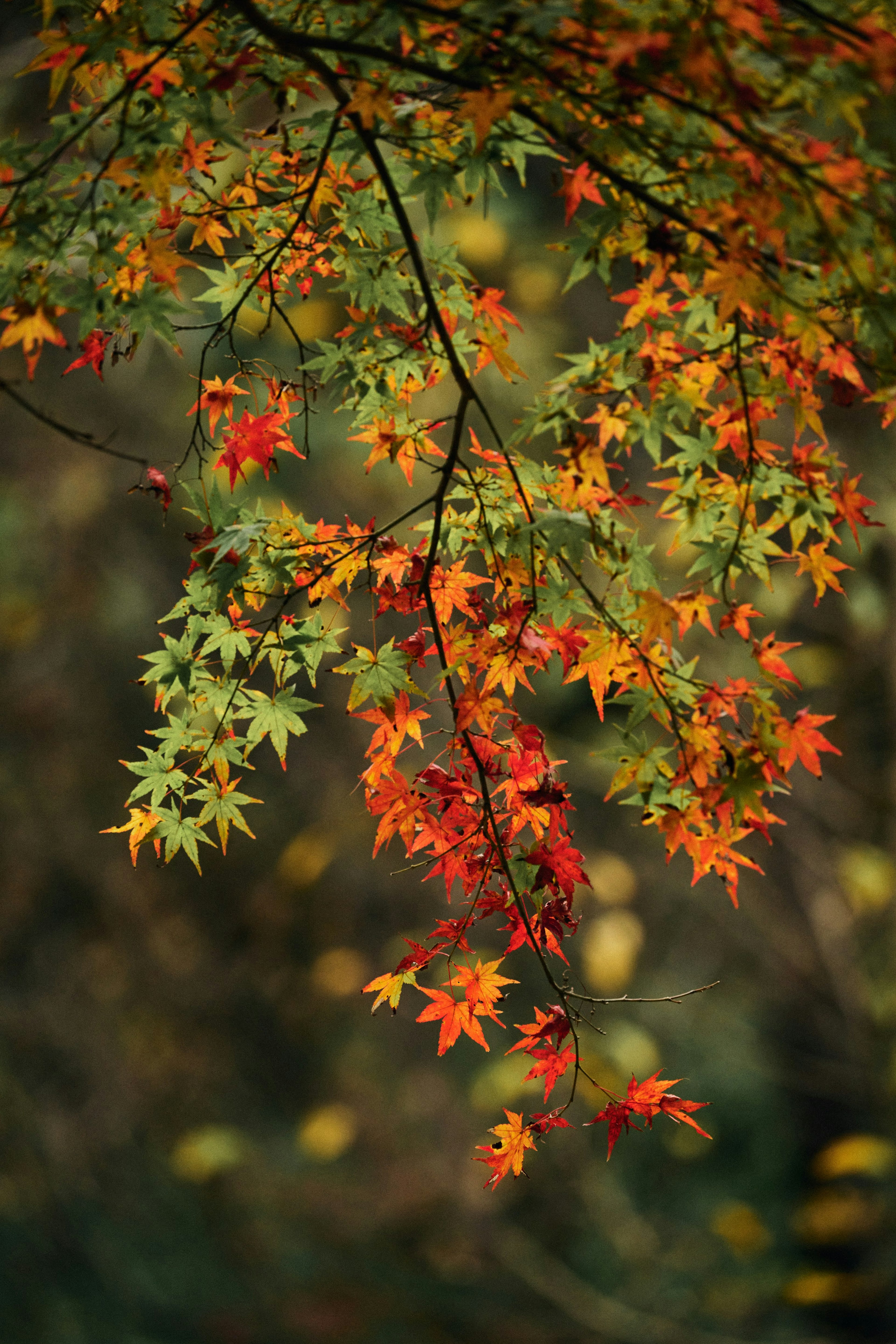 色とりどりの紅葉した葉が枝から垂れ下がっている写真