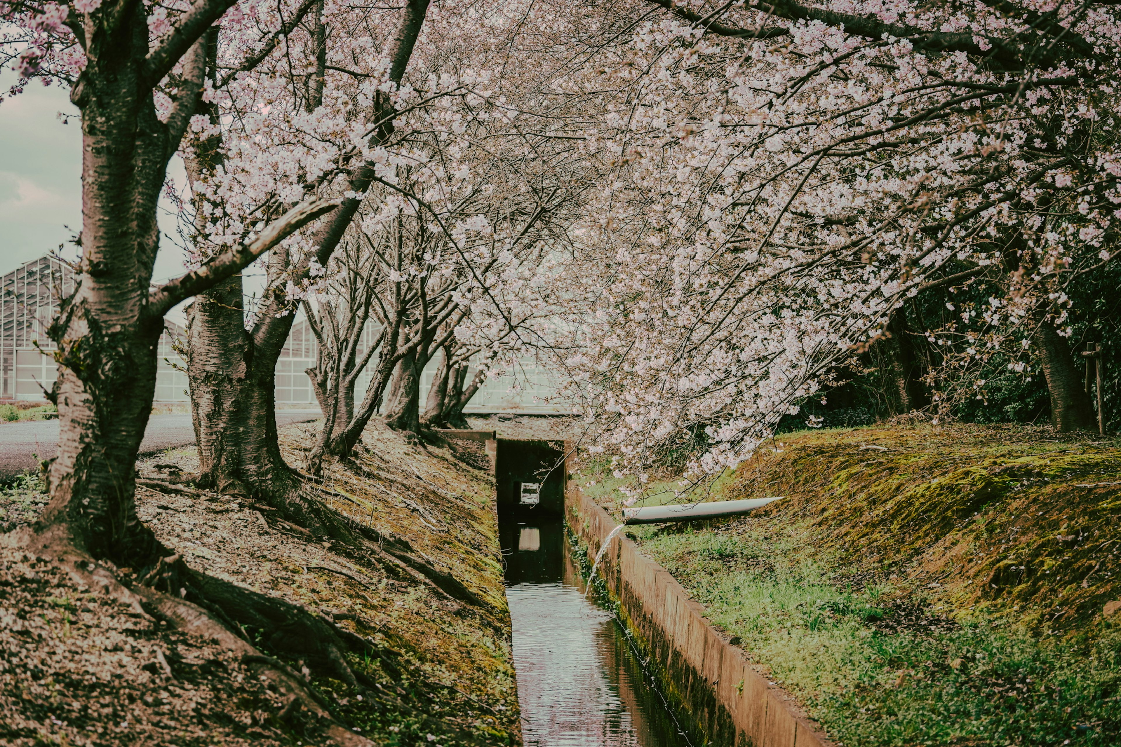 Un chemin bordé d'arbres en fleurs et d'herbe verte