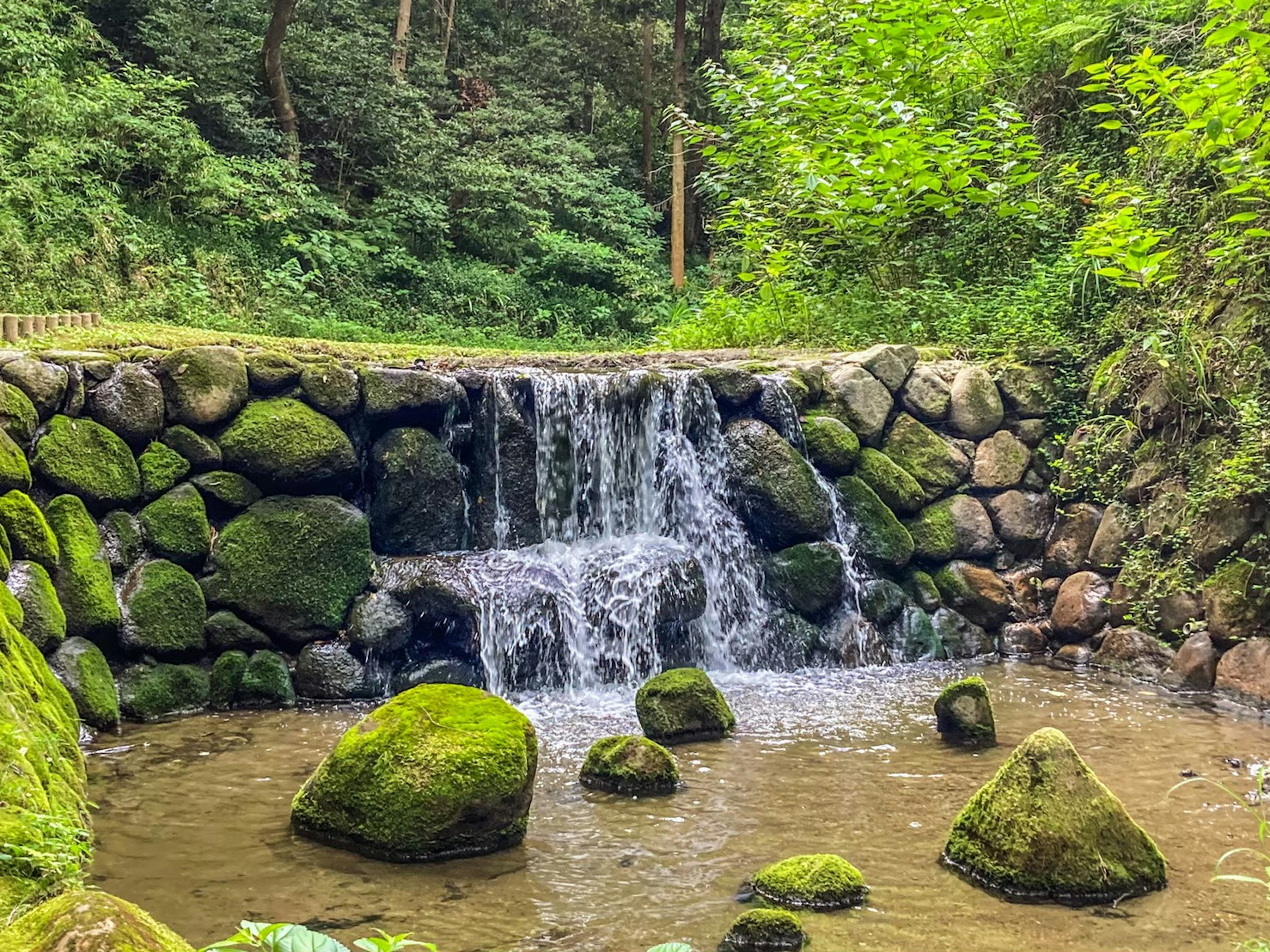 緑豊かな森の中にある小さな滝と苔むした石