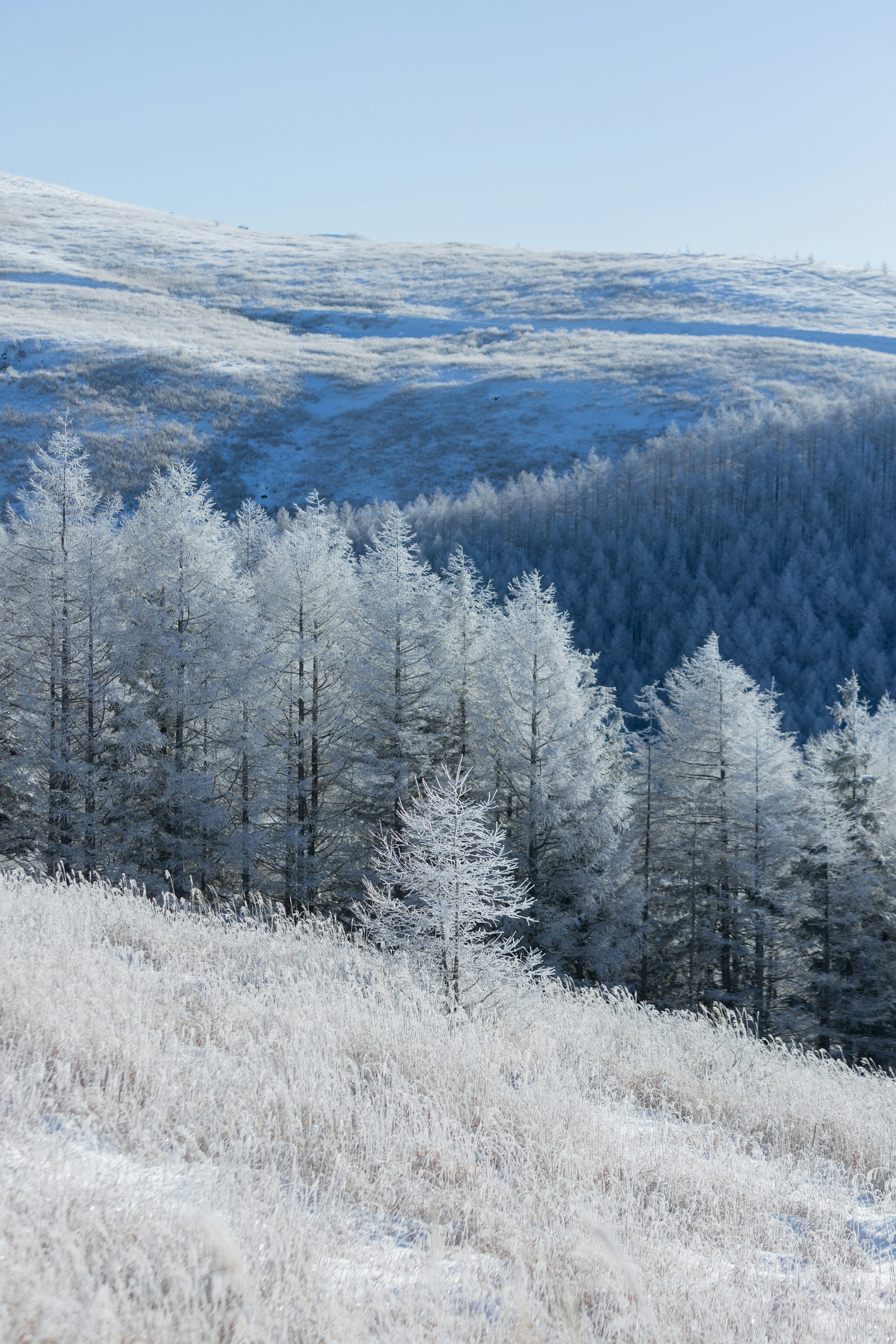 Eine schöne Landschaft mit schneebedeckten Bäumen vor einem blauen Himmel