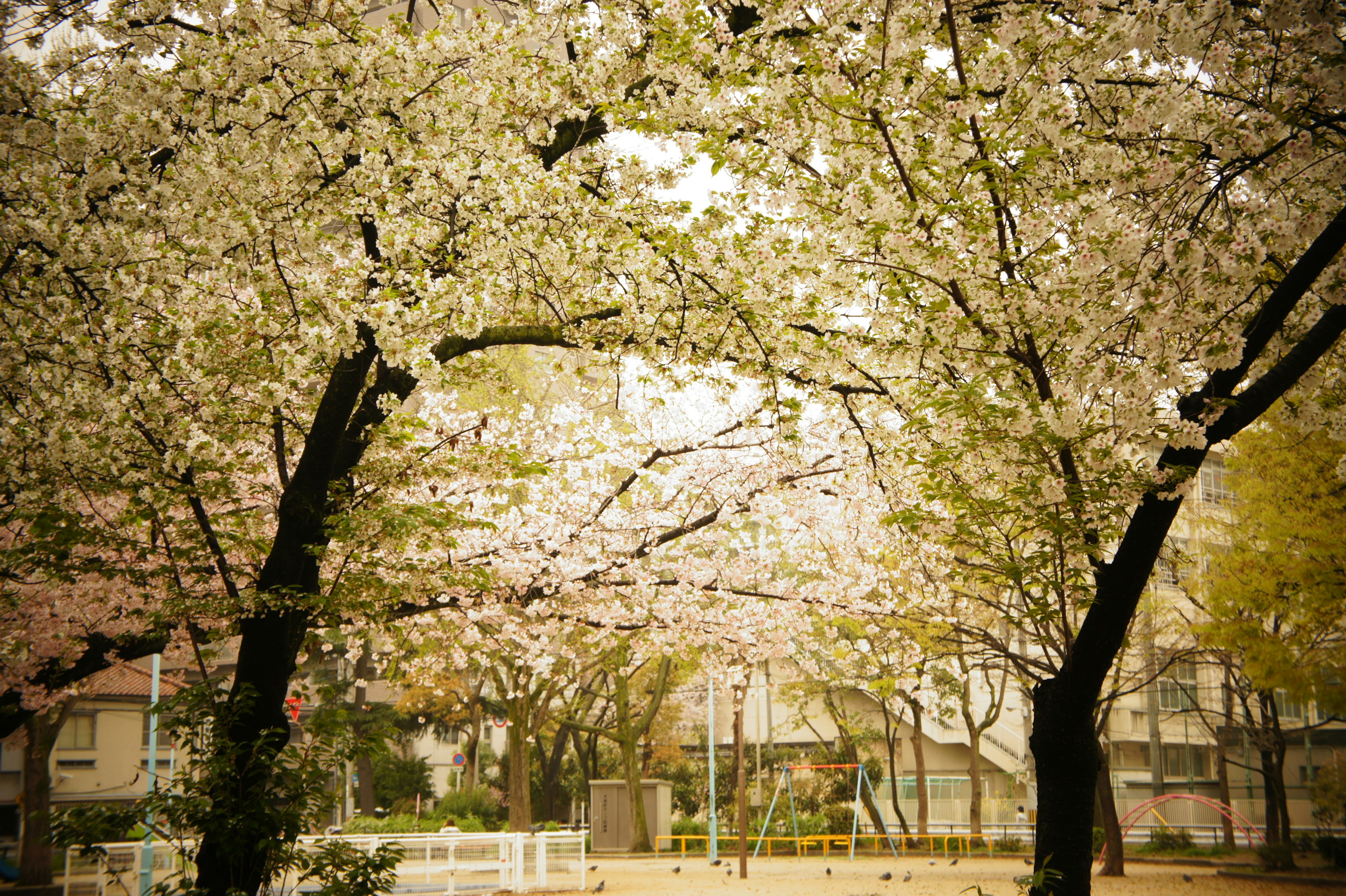 Park scene with blooming cherry blossom trees