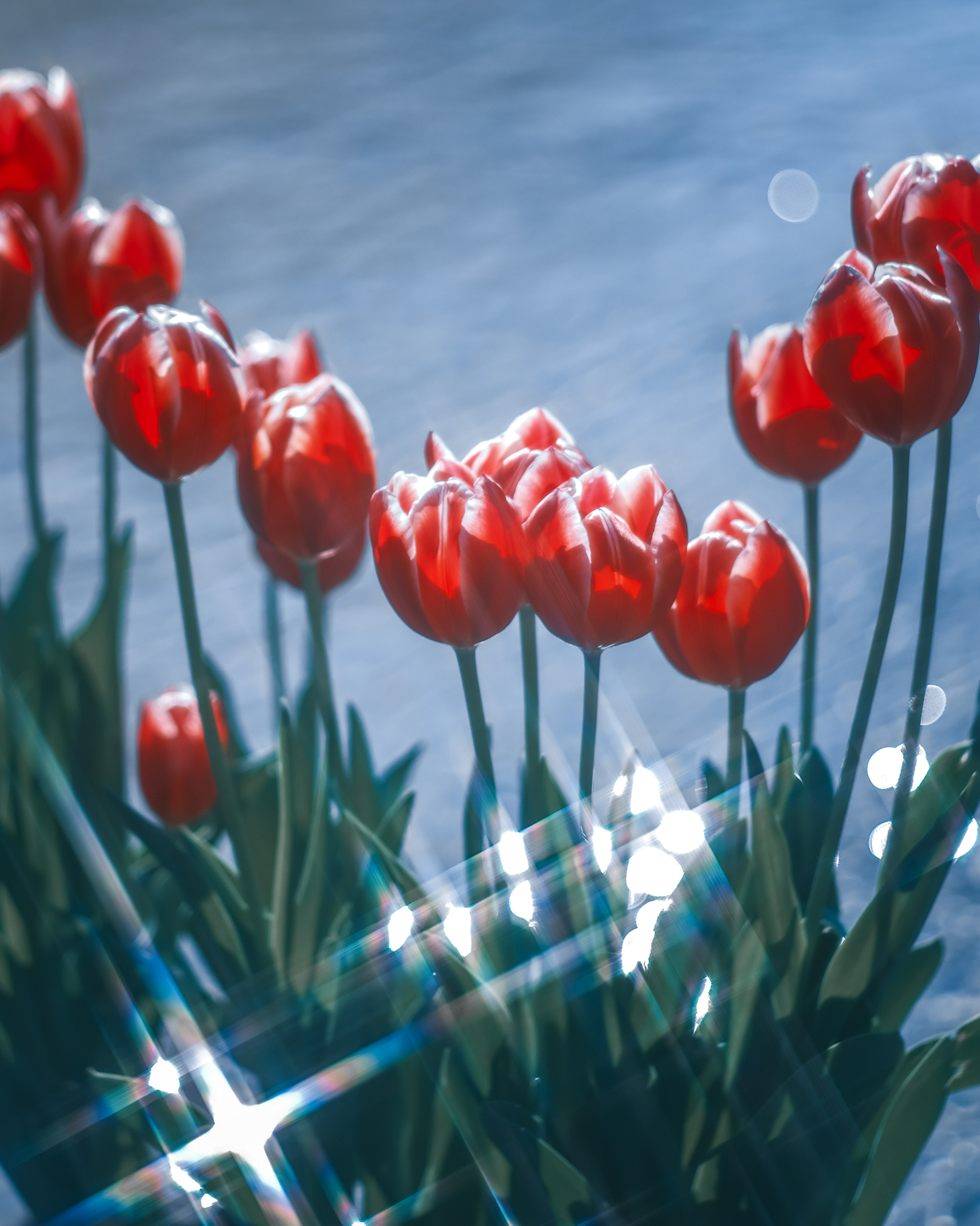 Lebendige rote Tulpen in einem Strauß vor einem blauen Hintergrund