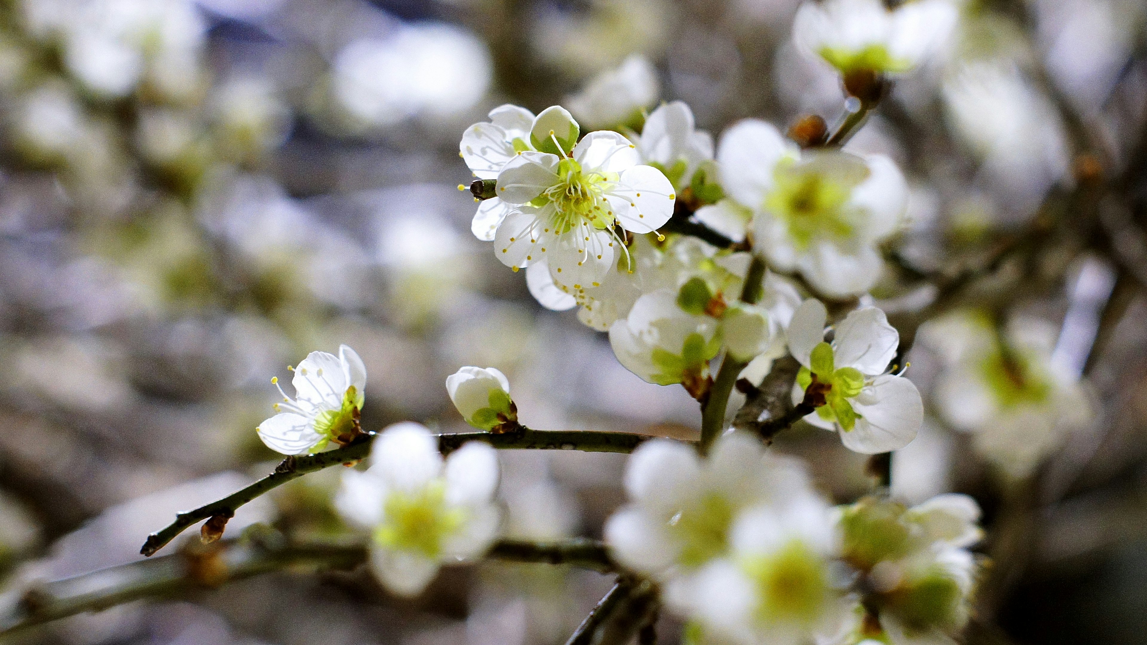 Nahaufnahme von weißen Blüten, die an Ästen blühen