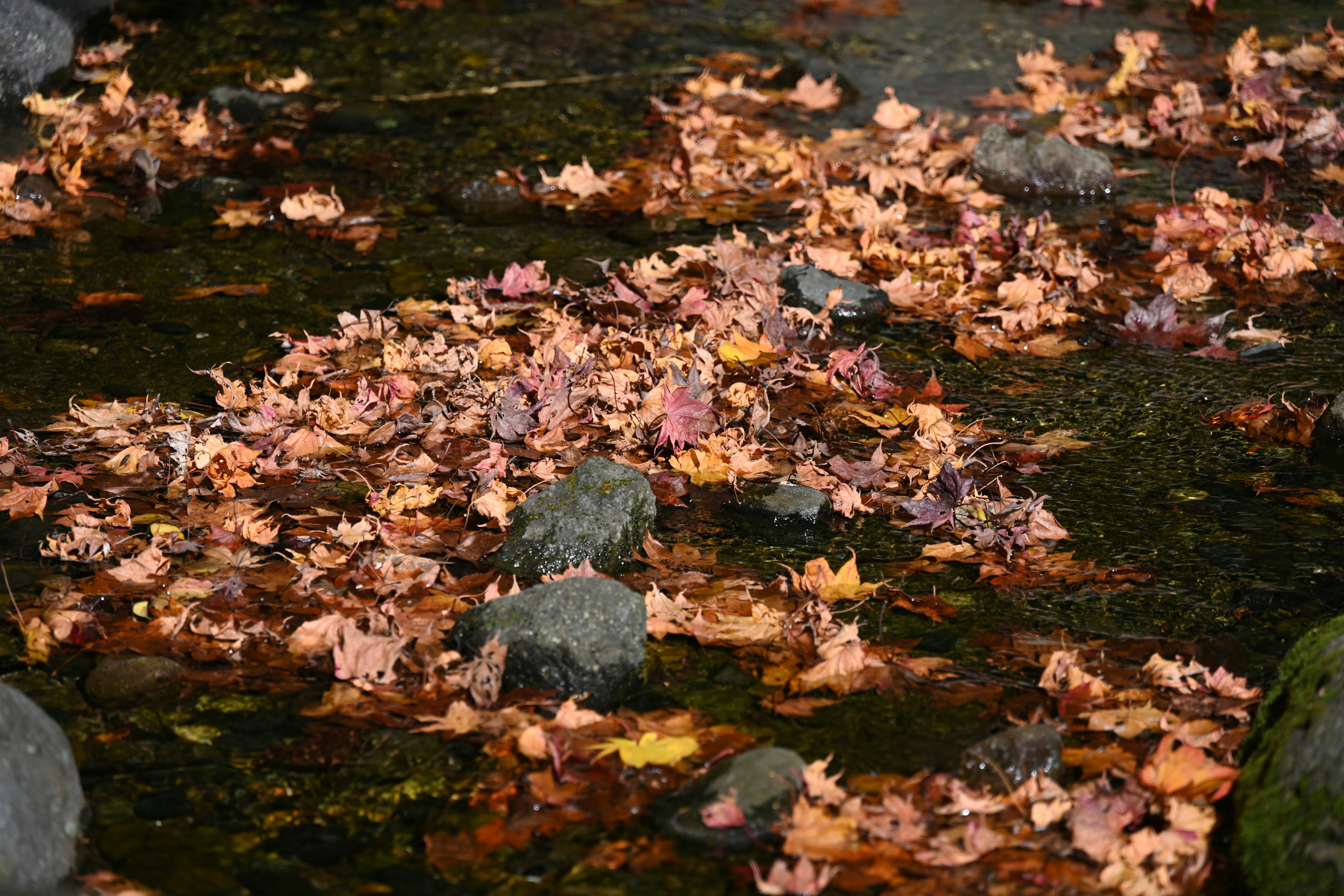 Herbstblätter, die auf einem Bach mit Steinen schwimmen