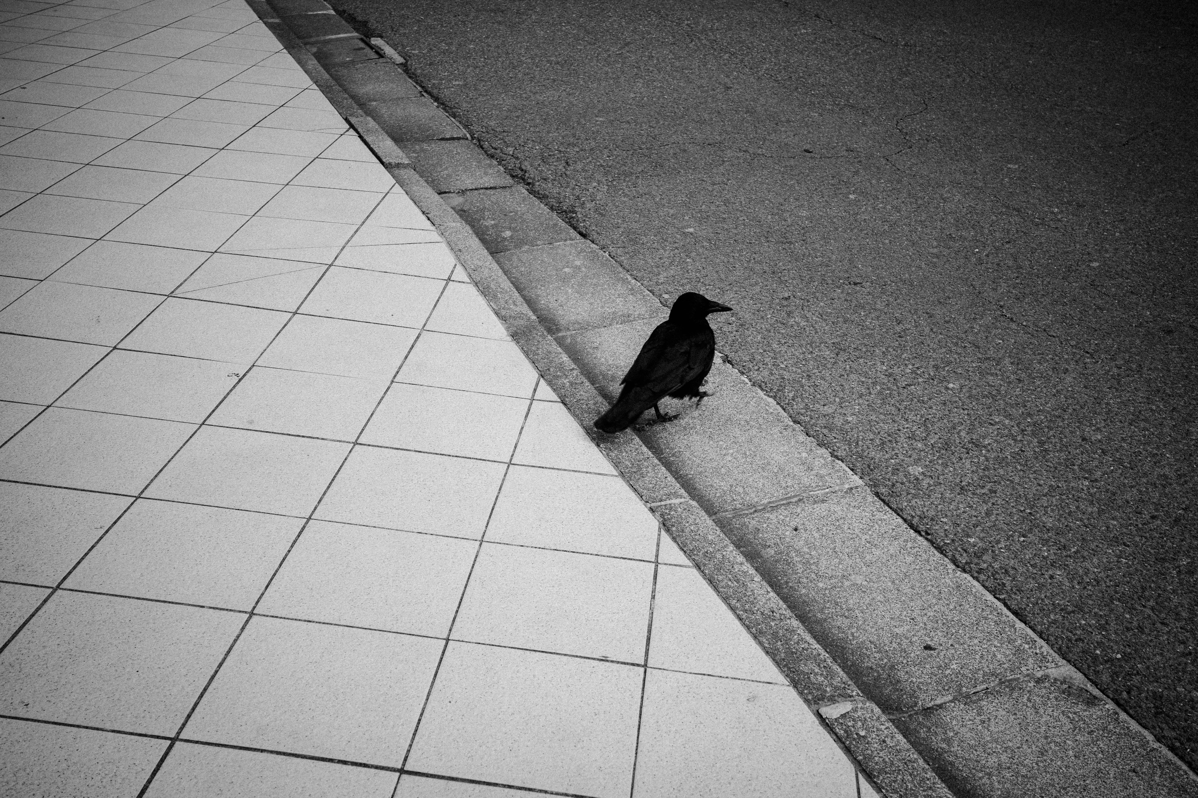 A crow sitting on the edge of a sidewalk in black and white