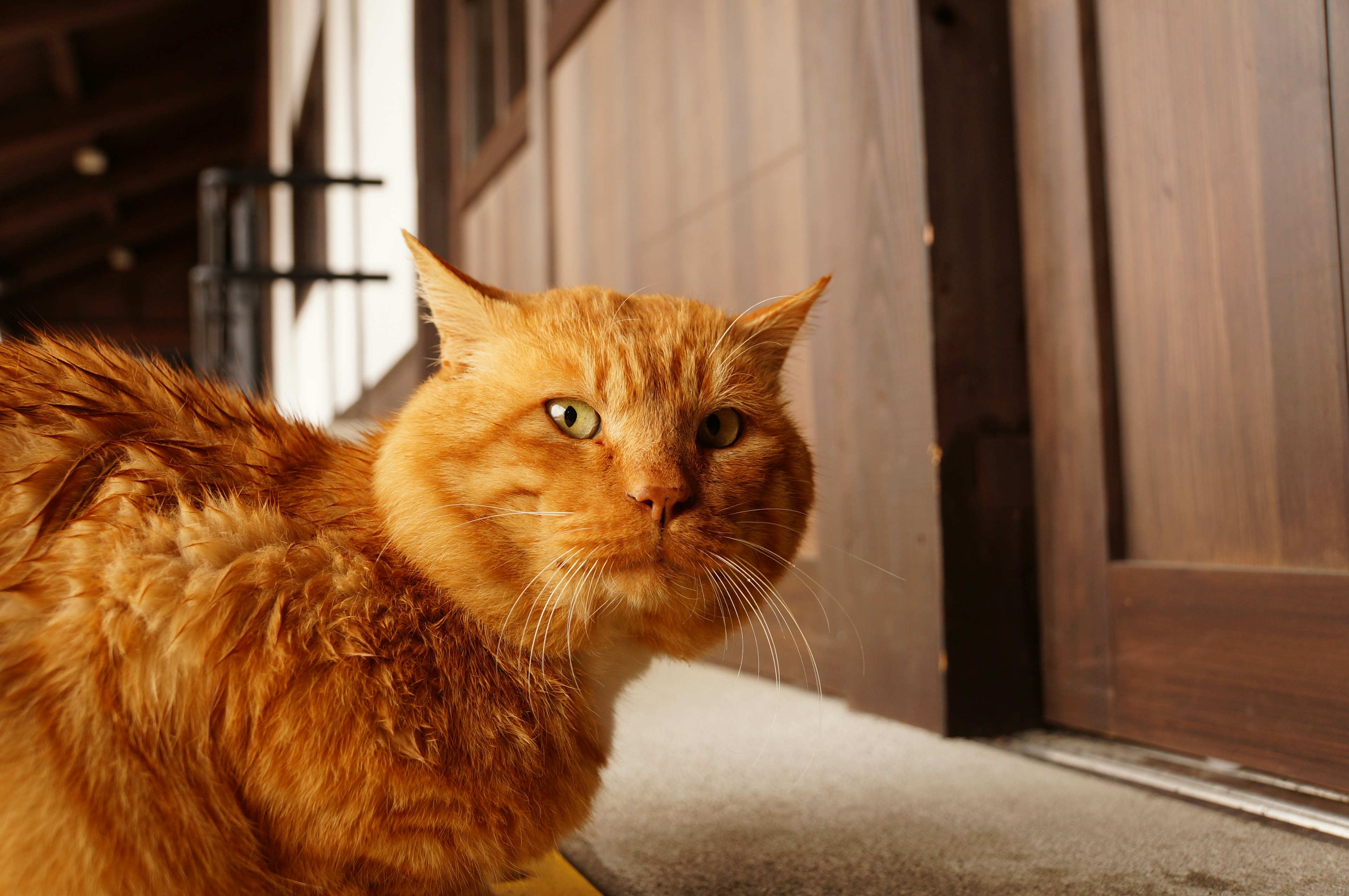 Eine orangefarbene Katze liegt vor einer Tür