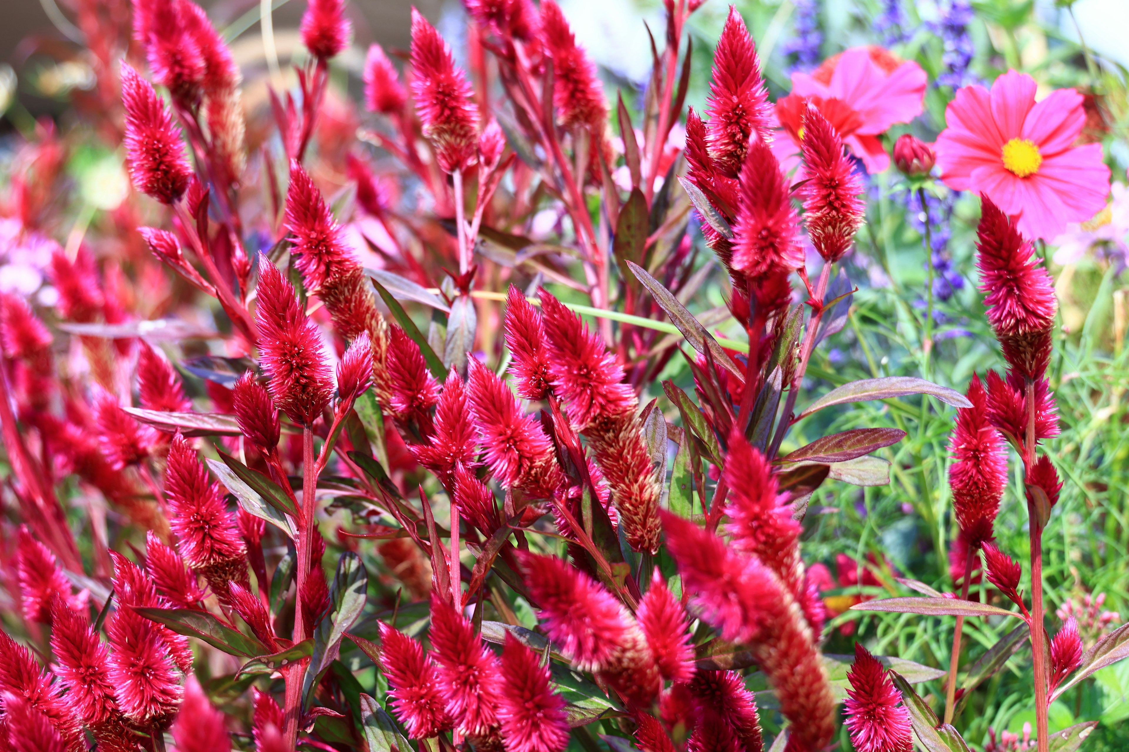 Flores rojas vibrantes en un jardín con flores coloridas