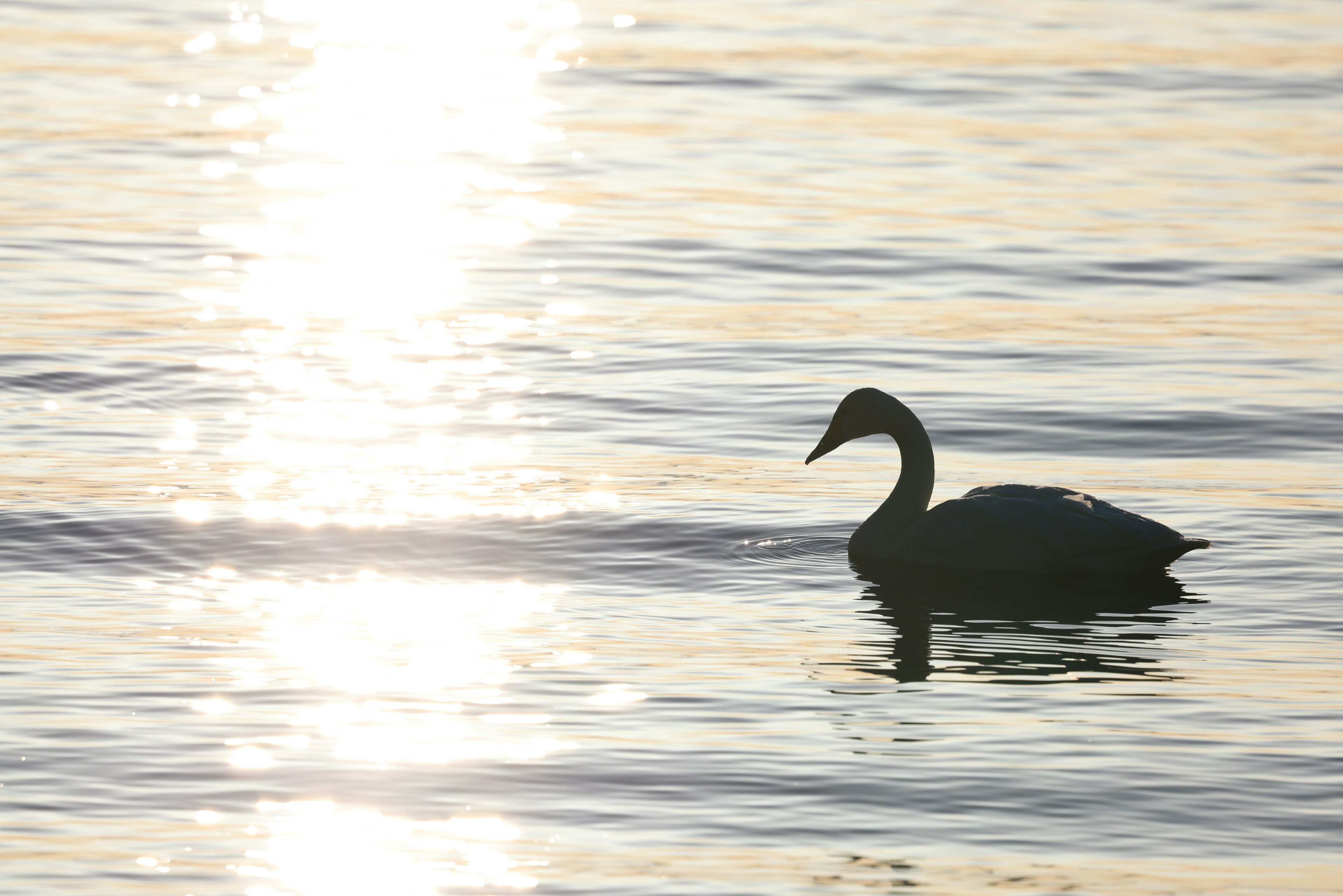 Silhouette di un cigno che nuota sull'acqua con luce scintillante dietro