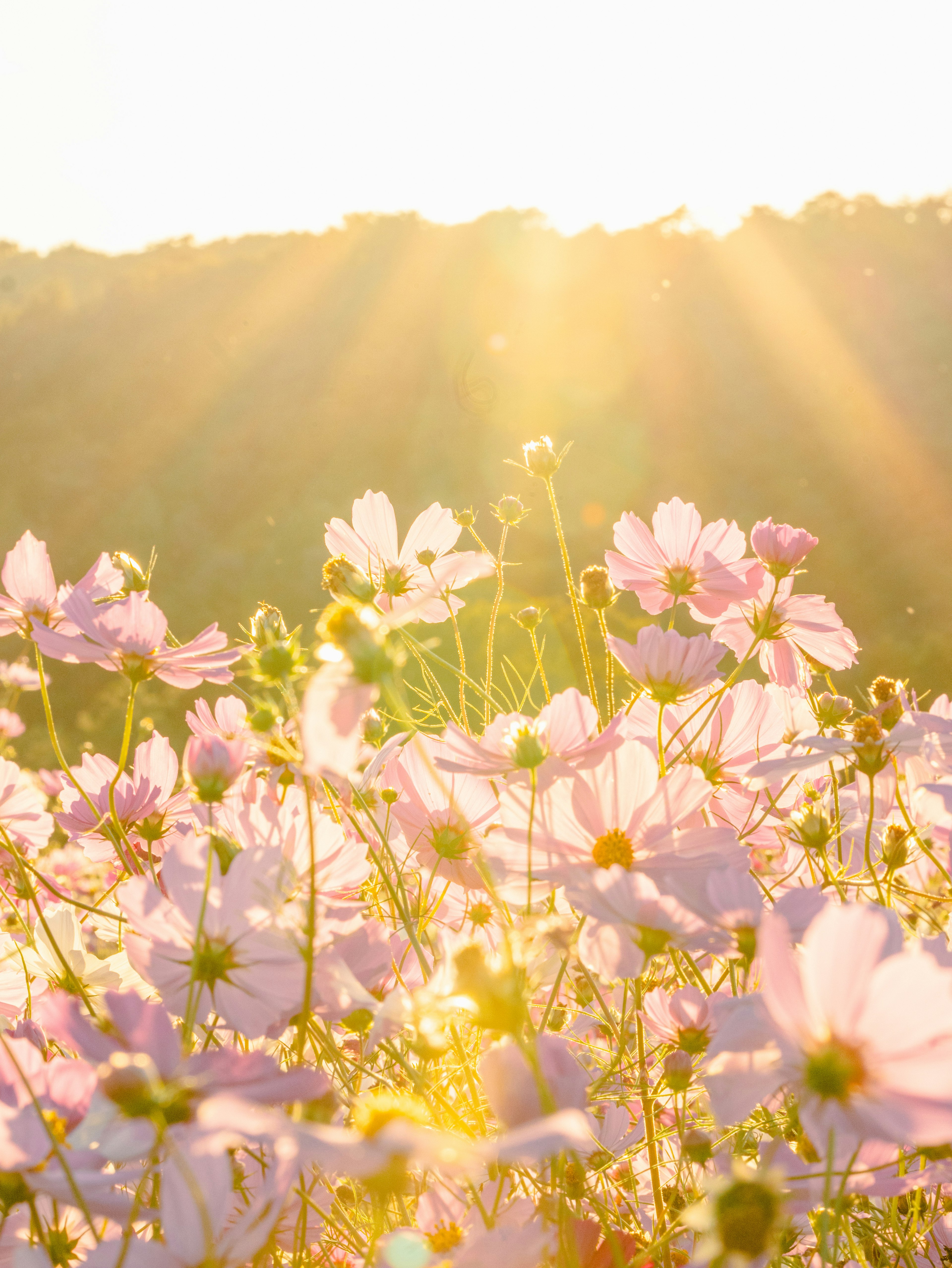 Rosa Blumen im Sonnenlicht mit Bergen im Hintergrund