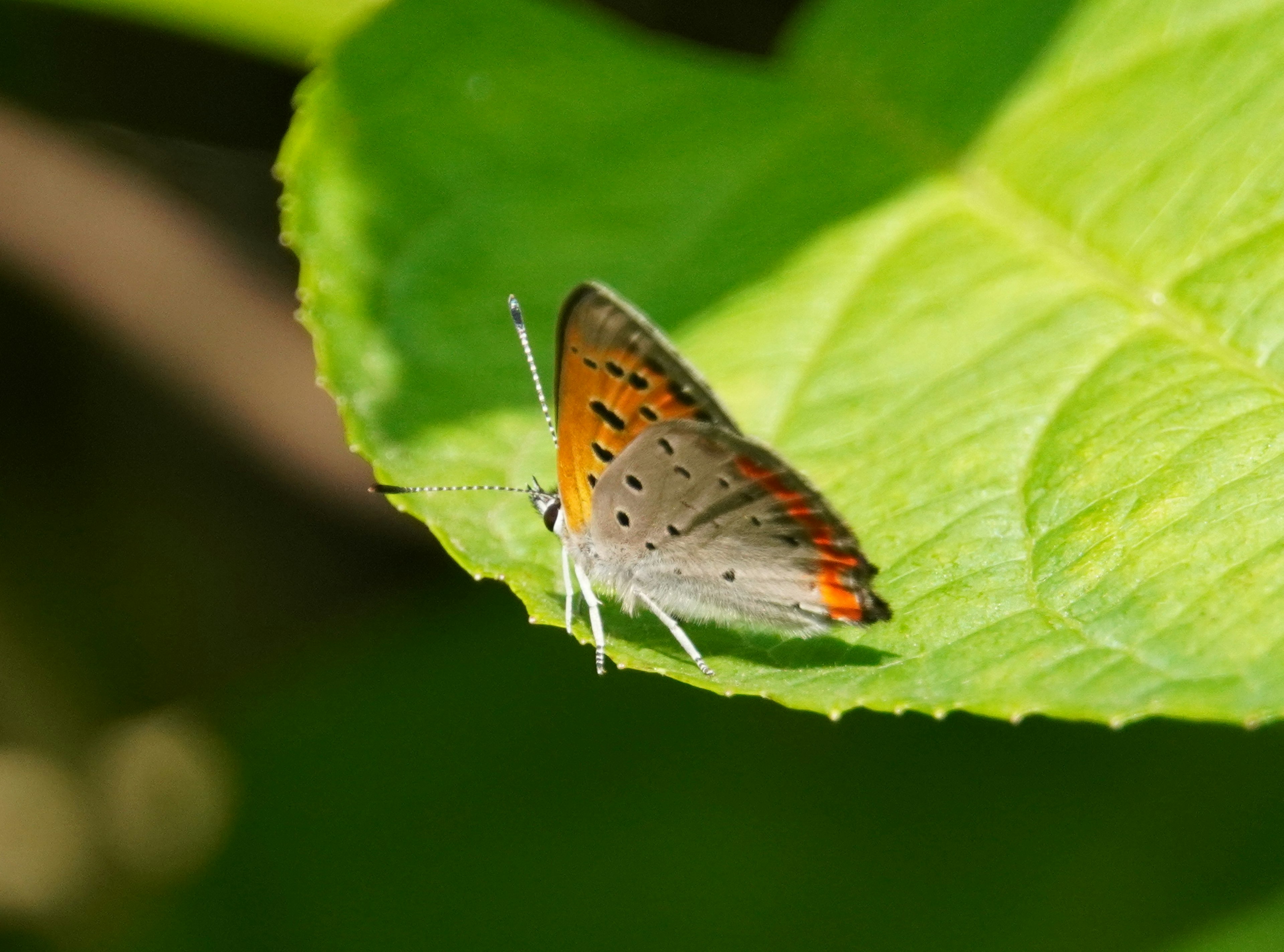 Orangefarbener Schmetterling auf einem grünen Blatt