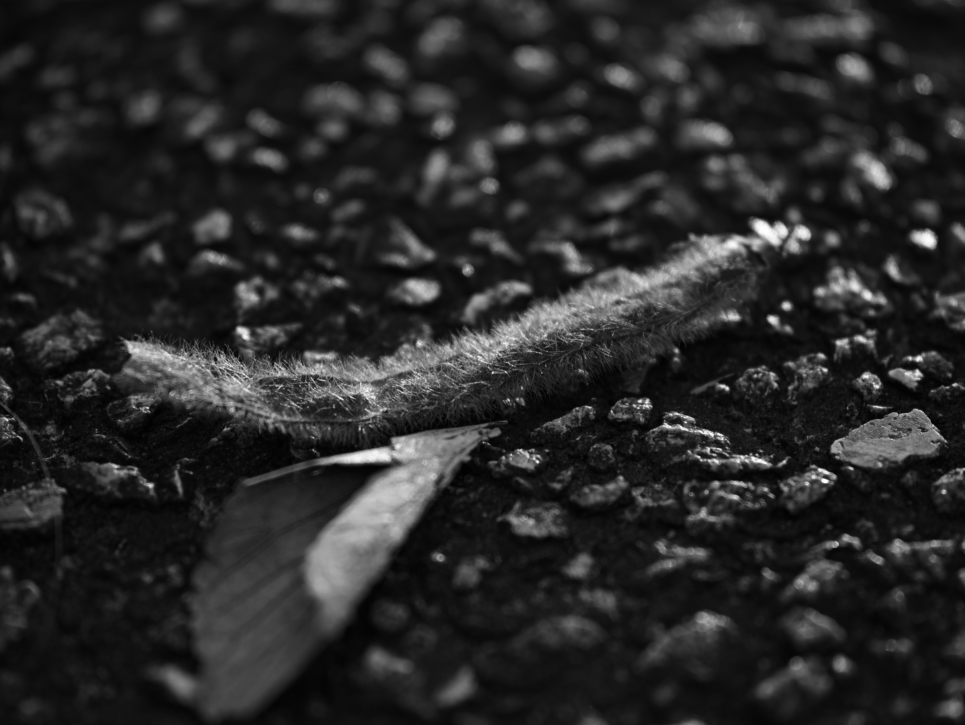 Primer plano de una oruga peluda y una hoja sobre una superficie negra