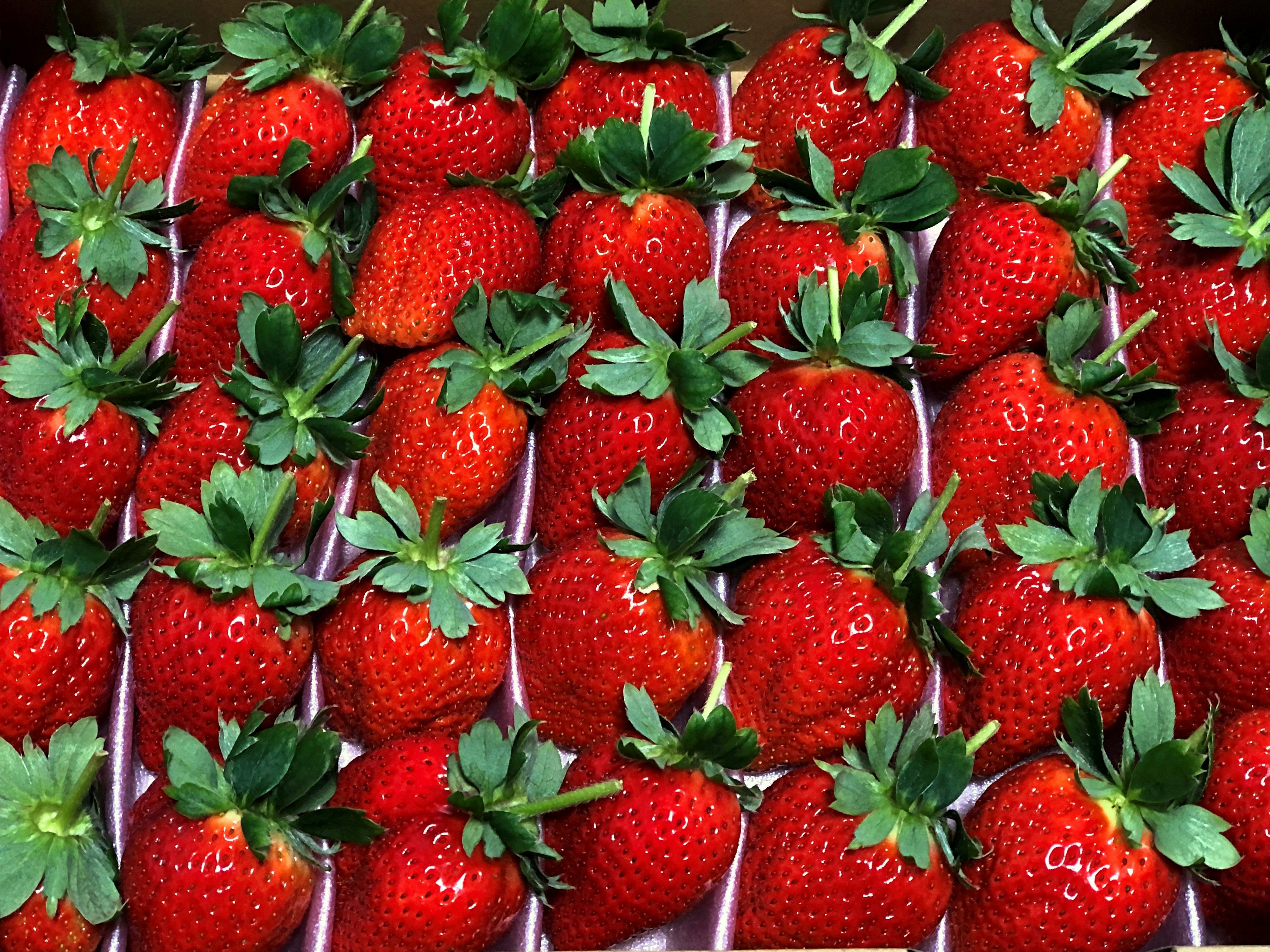 Vivid red strawberries neatly arranged in rows