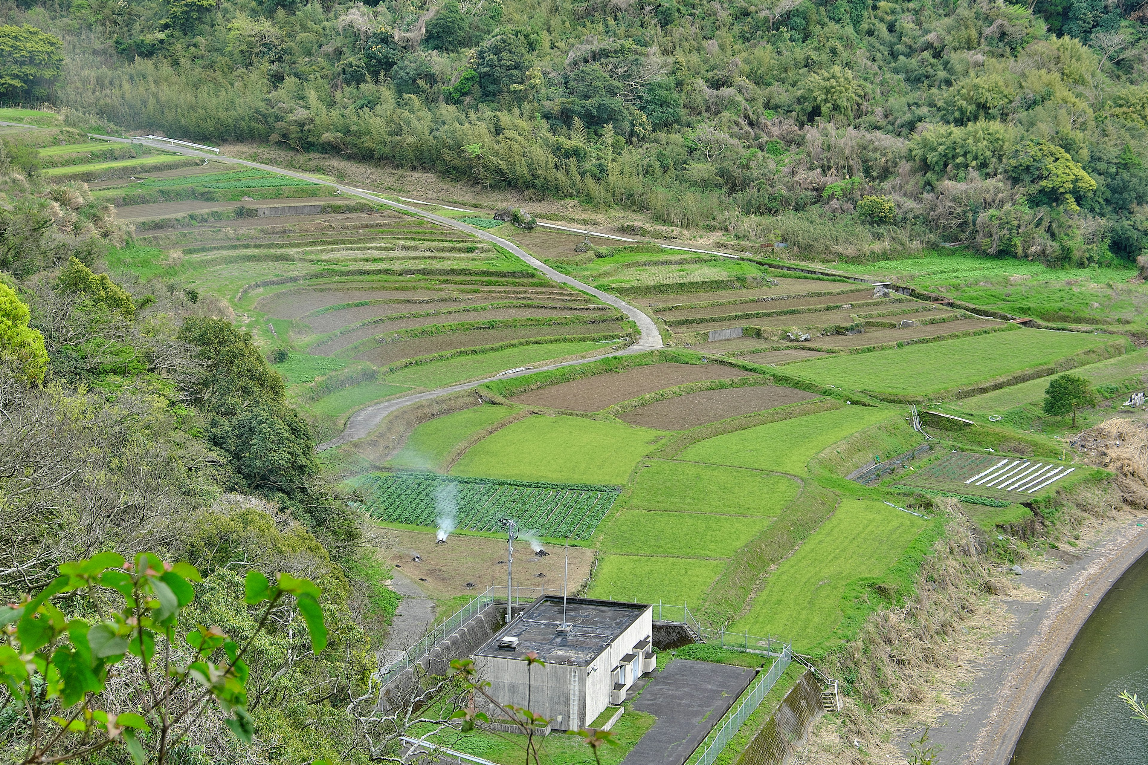 Aerial view of green rice fields with a small building